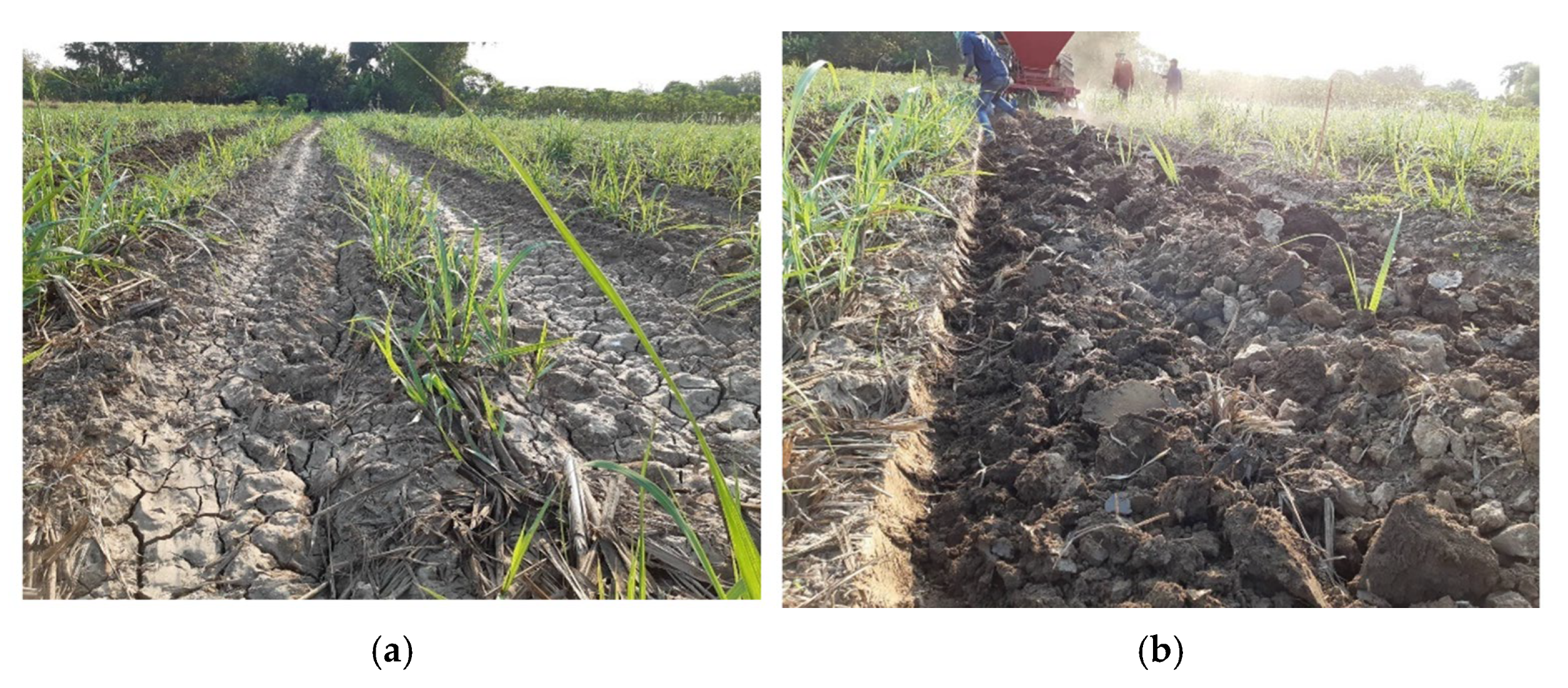 Agriengineering 07 00105 g006