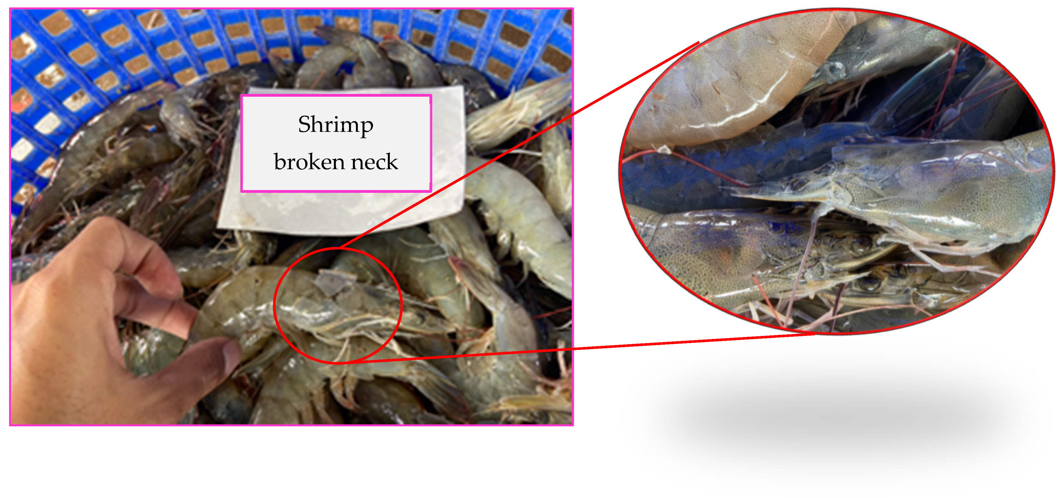 Agriengineering 07 00128 g005