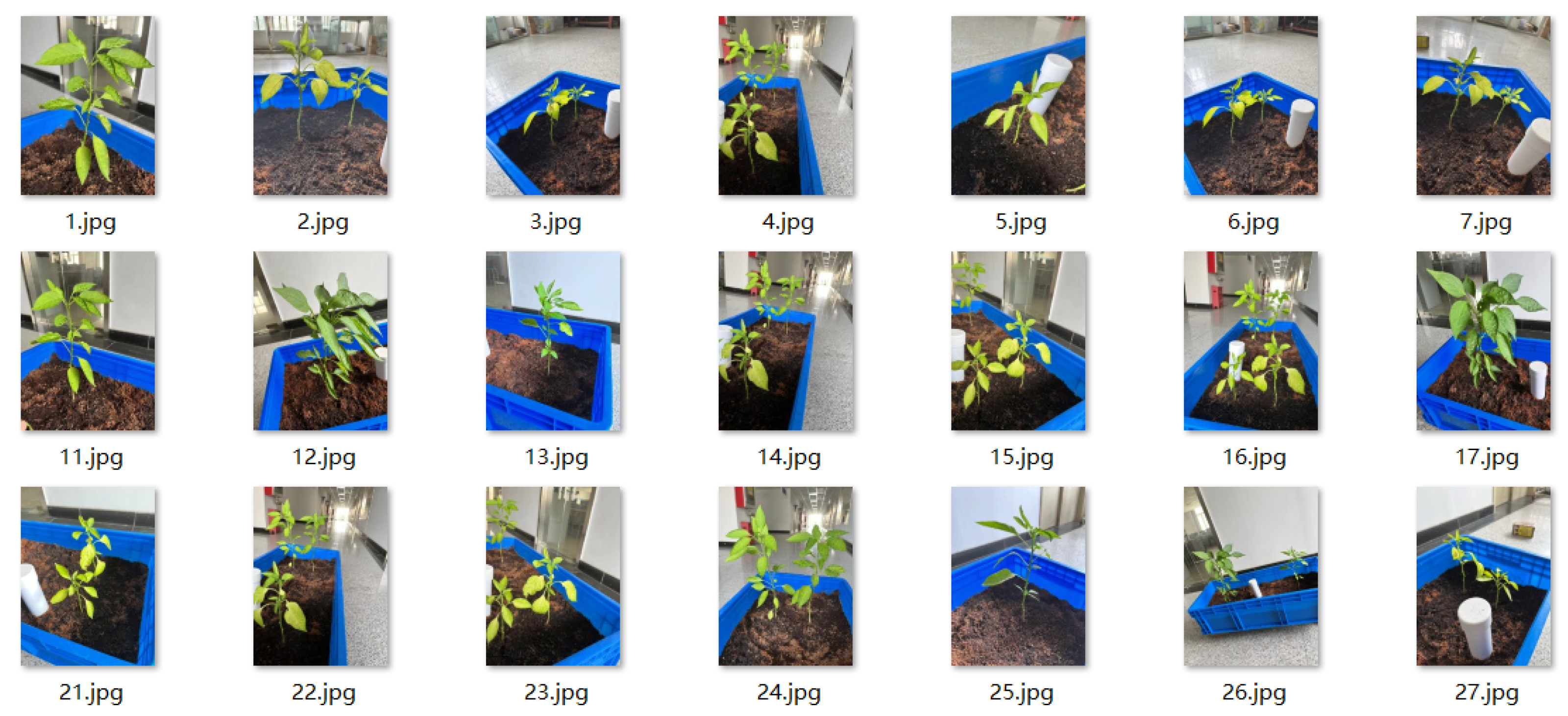 Research on Obtaining Pepper Phenotypic Parameters Based on