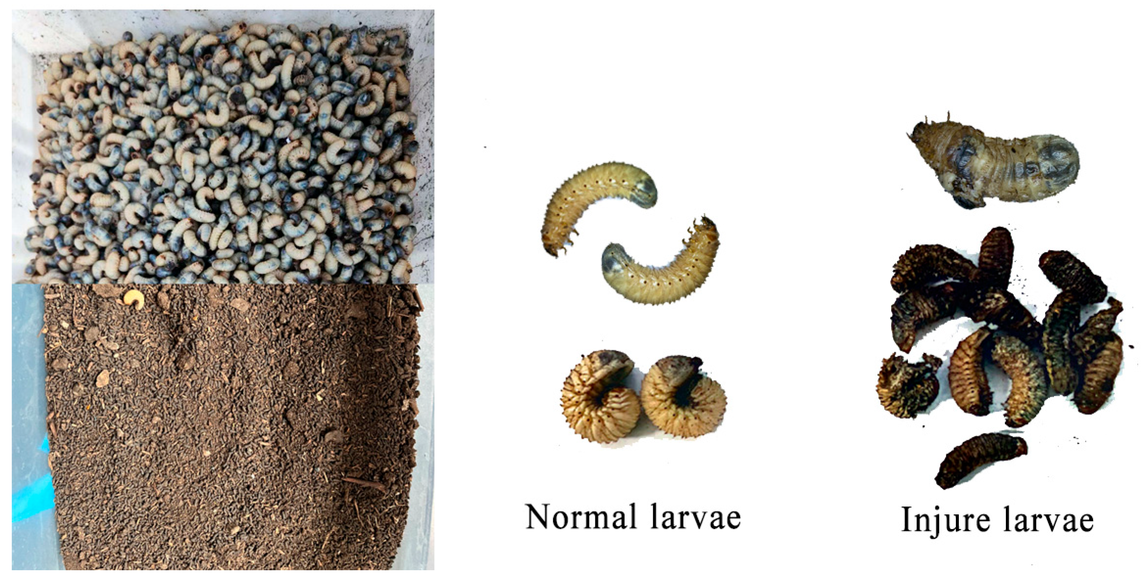 Agriengineering 07 00244 g015