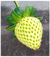 Agriengineering 07 00246 i002