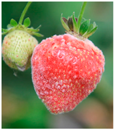 Agriengineering 07 00246 i006