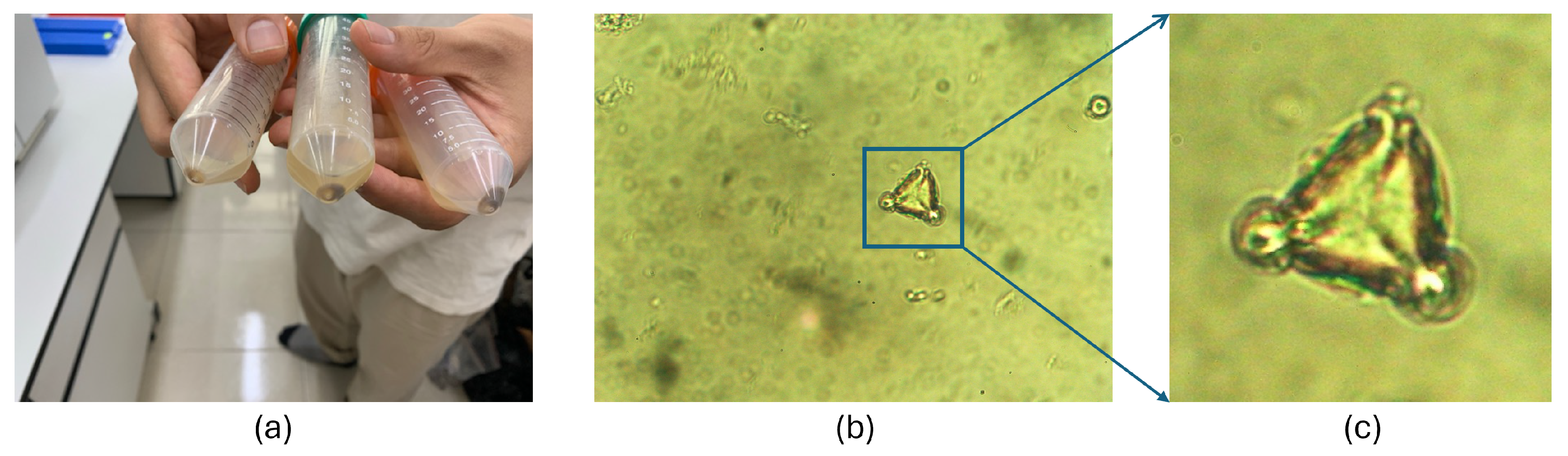 Agriengineering 07 00282 g005 Agriengineering 07 00282 g005
