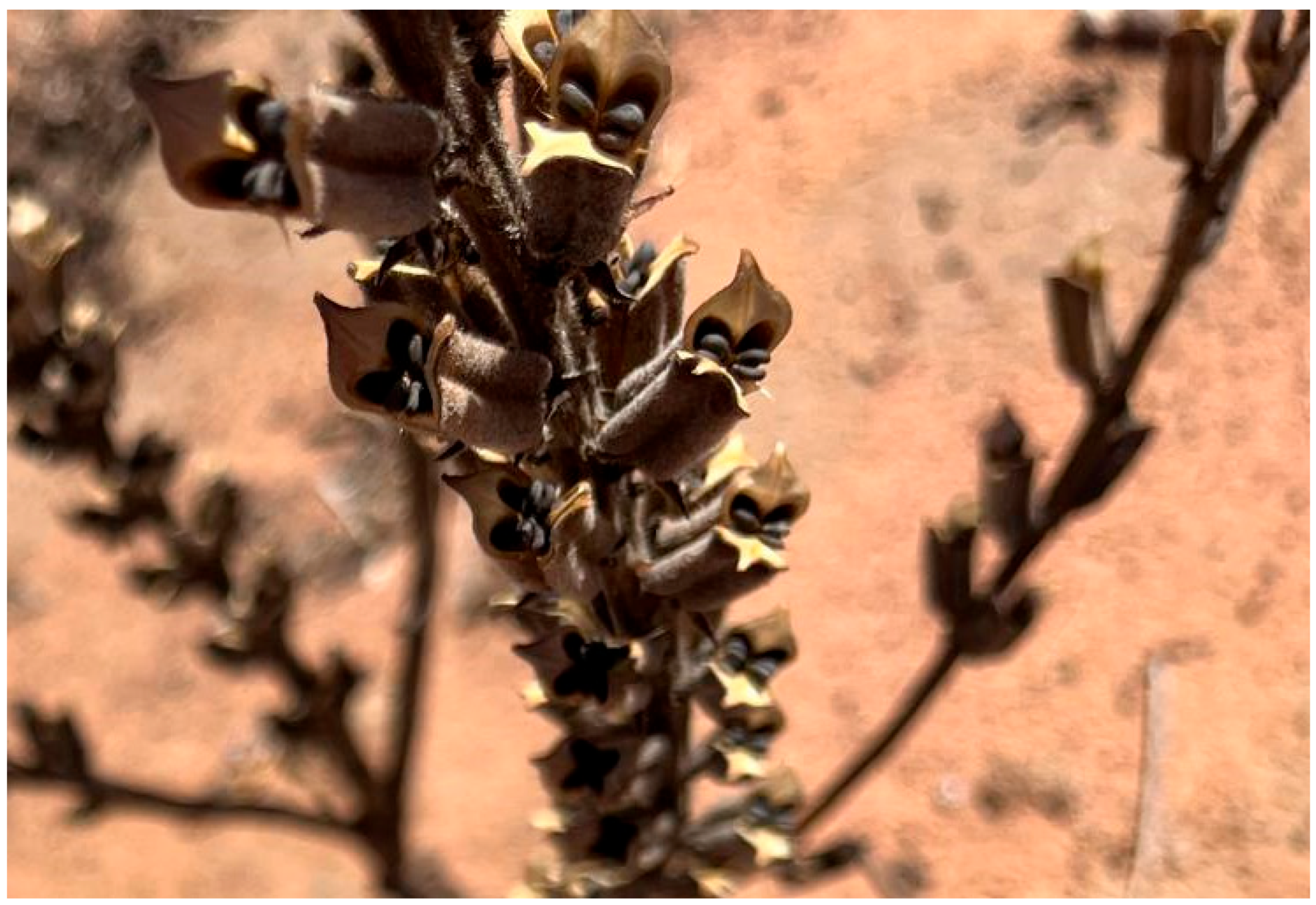 Agriengineering 07 00309 g001