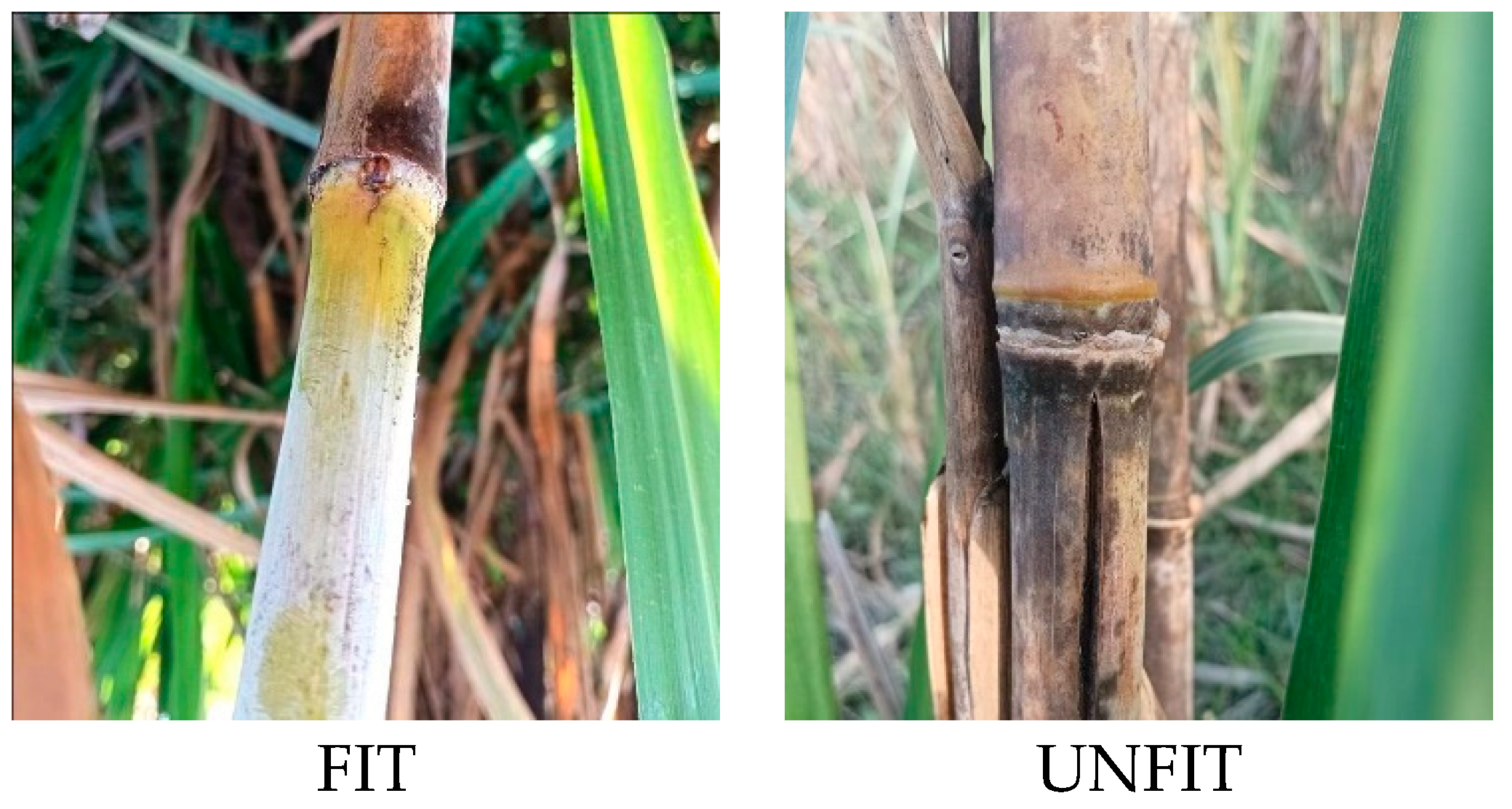 Agriengineering 07 00321 g001 Agriengineering 07 00321 g001