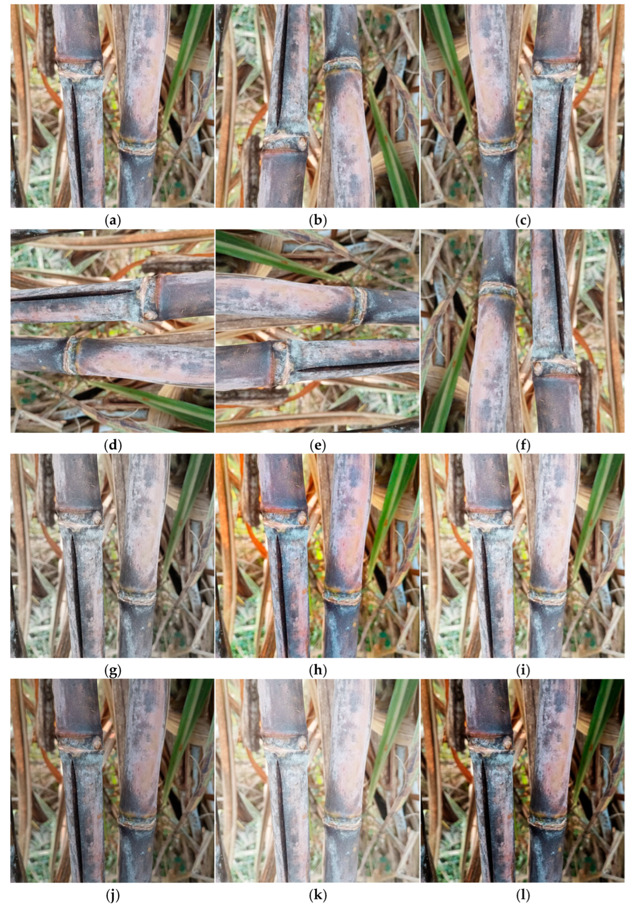 Agriengineering 07 00321 g002 Agriengineering 07 00321 g002