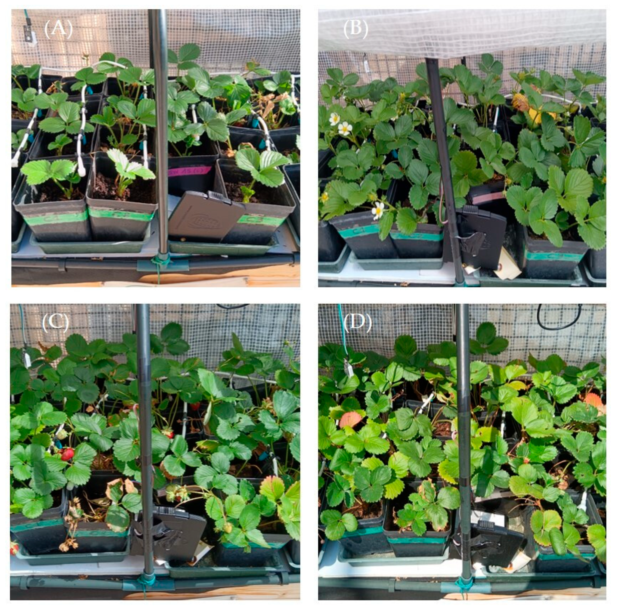 Agriengineering 07 00324 g004