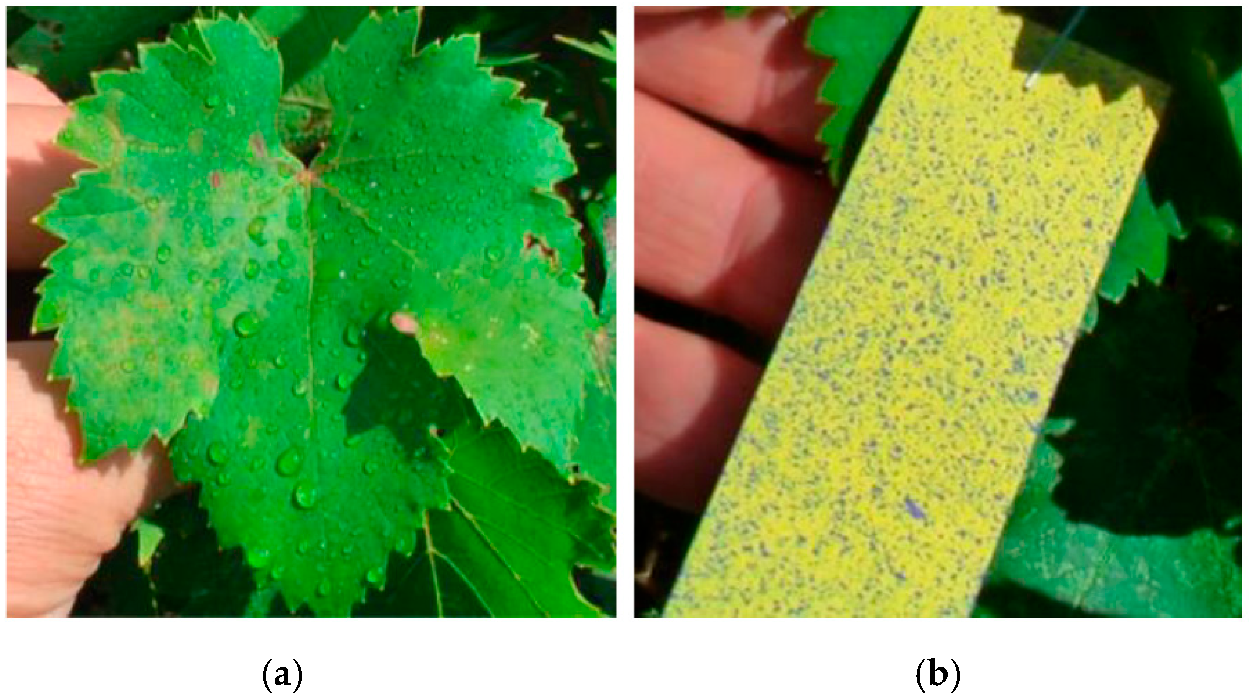 Agriengineering 07 00326 g012 Agriengineering 07 00326 g012