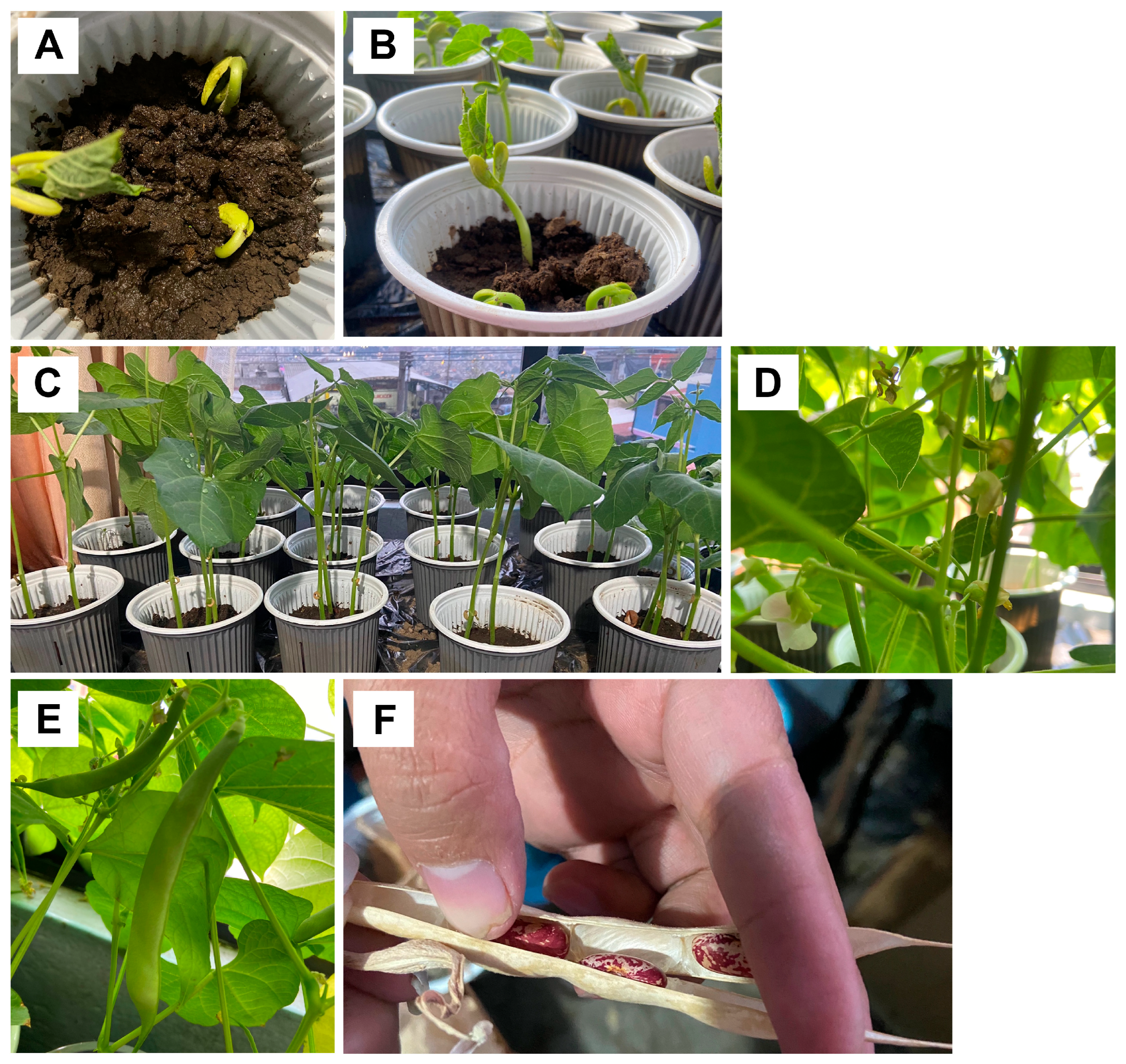 Agriengineering 07 00348 g005
