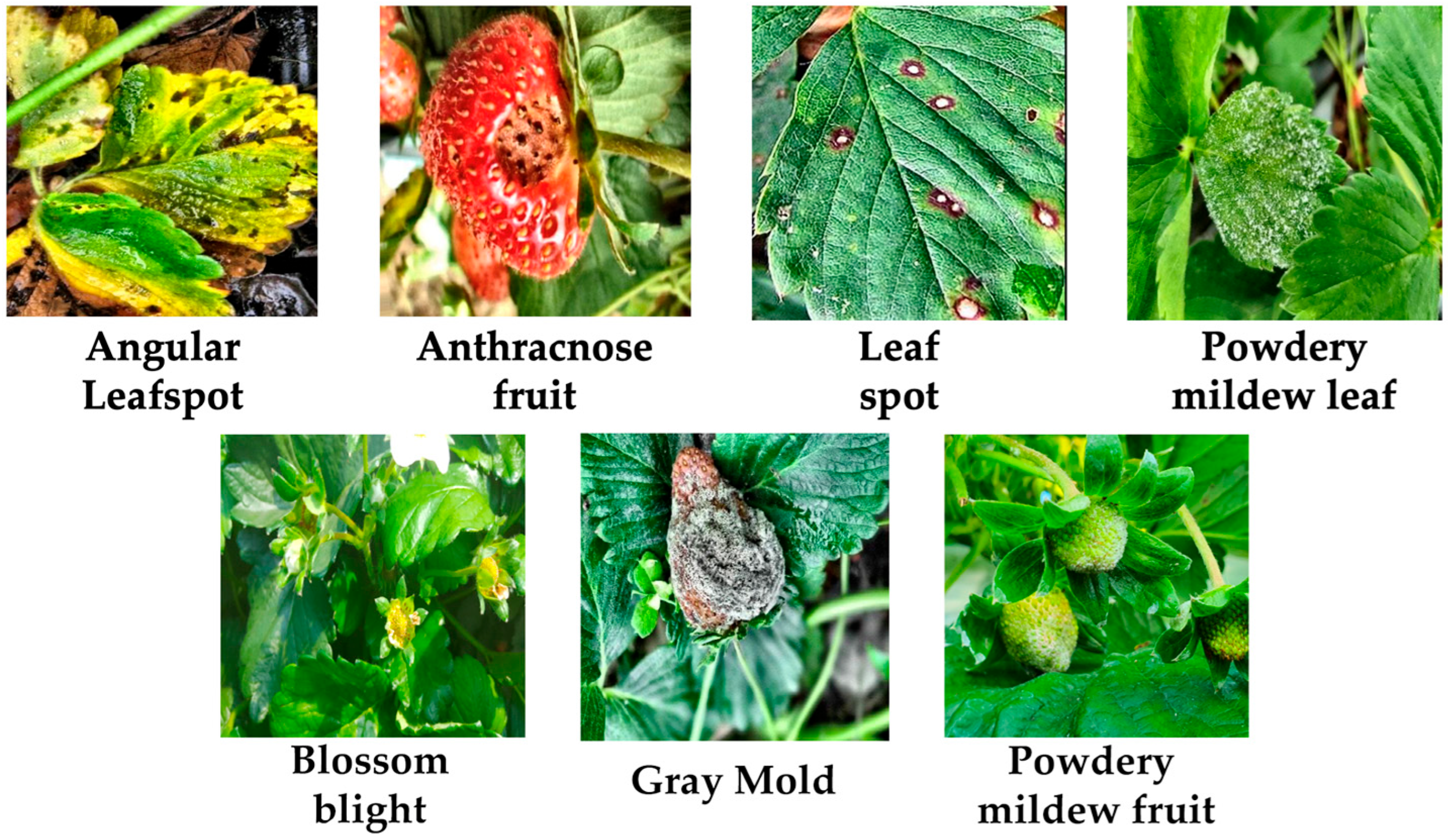 Agriengineering 07 00355 g001