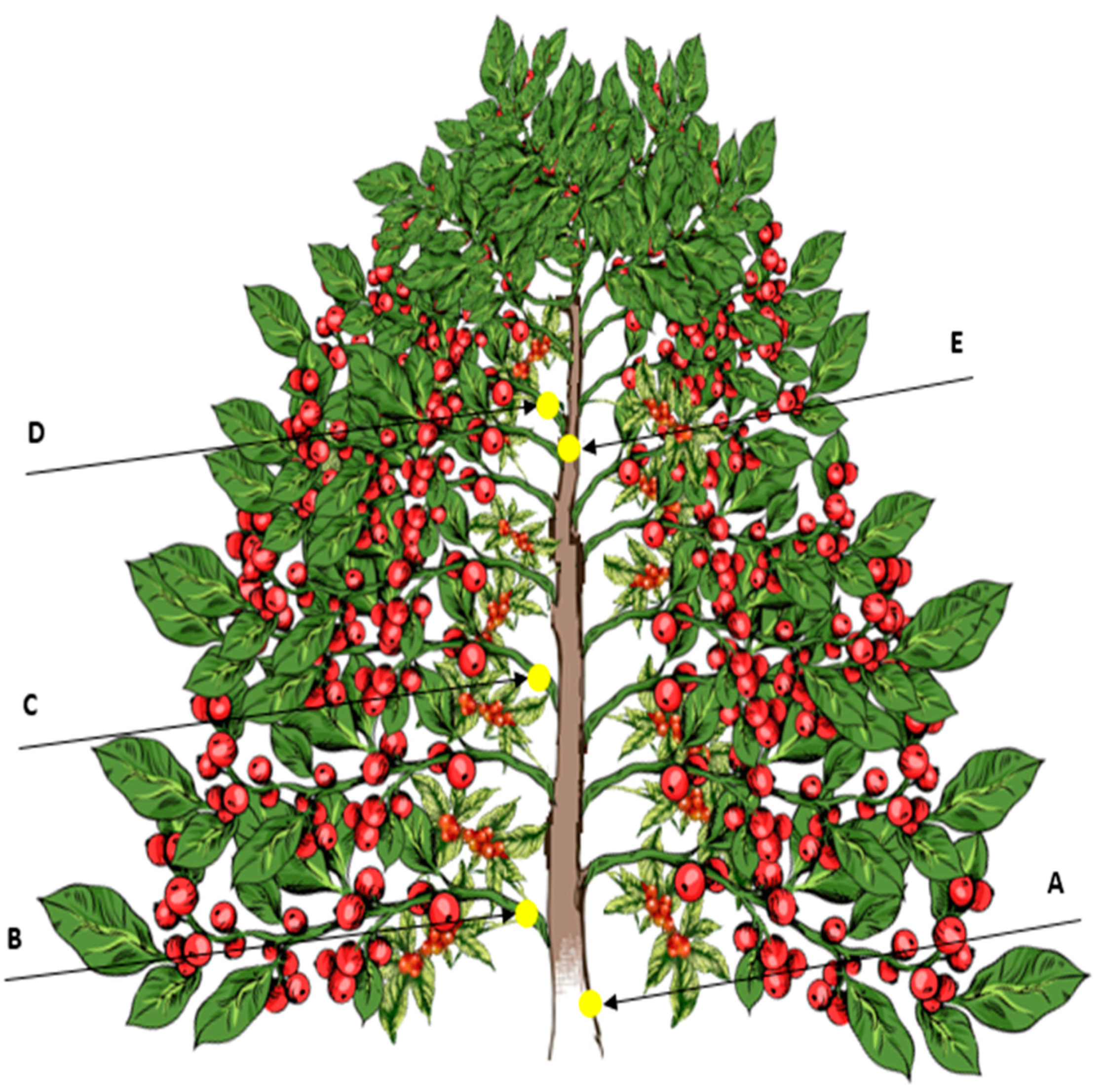 Agriengineering 07 00364 g003