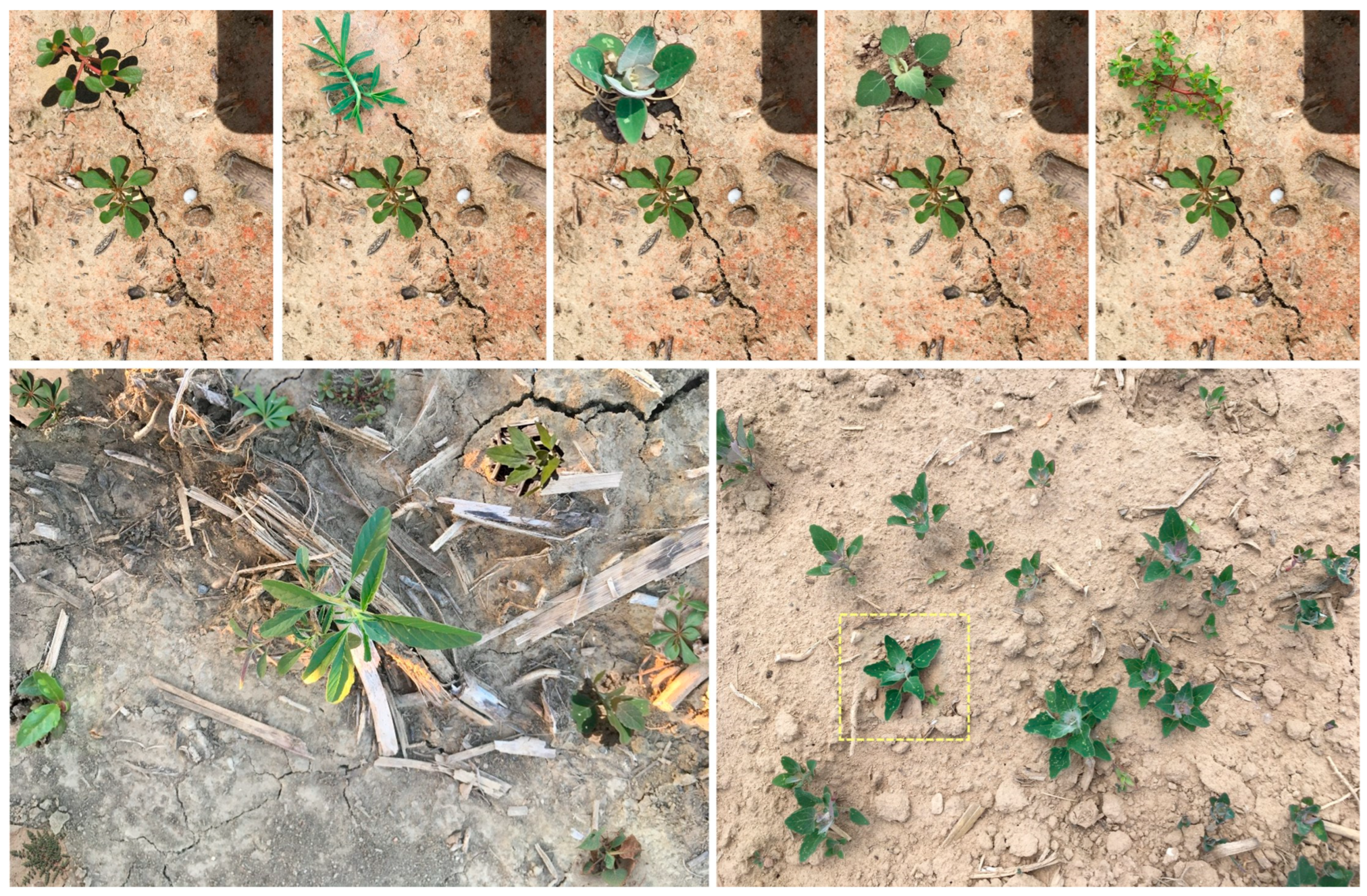 Agriengineering 07 00389 g003