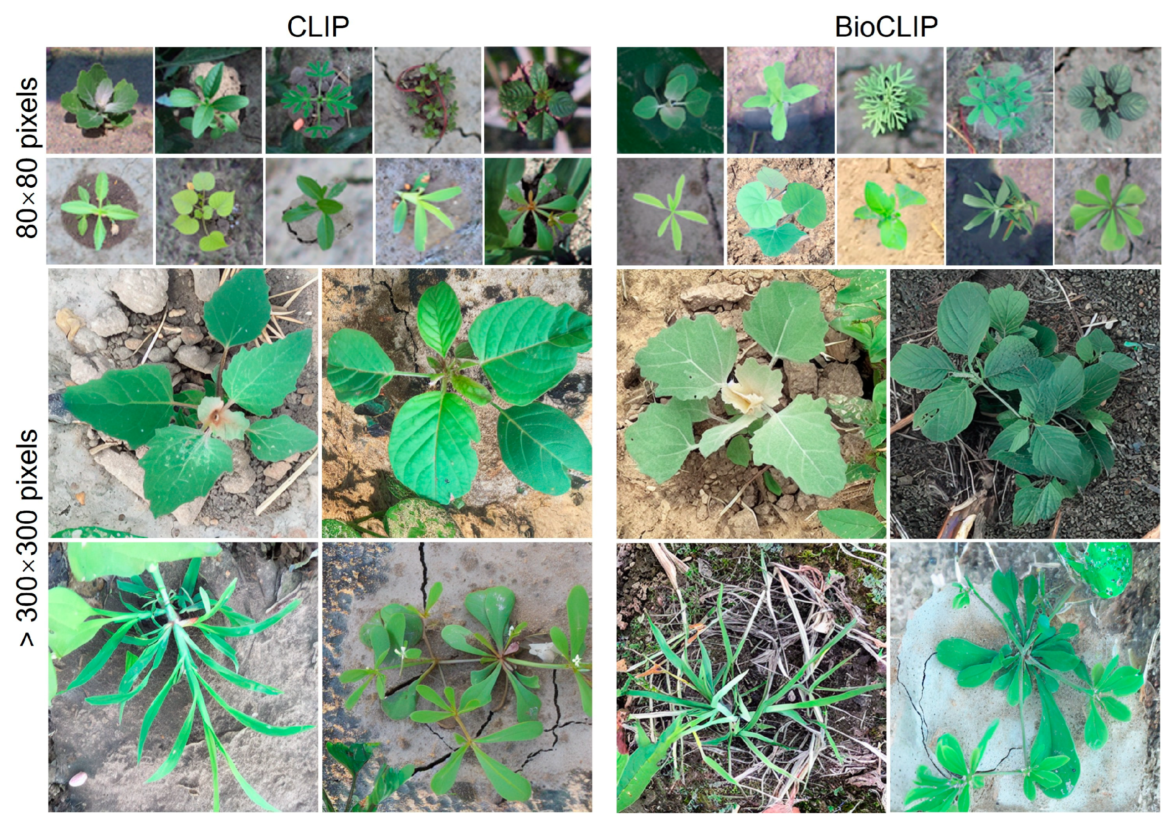 Agriengineering 07 00389 g008