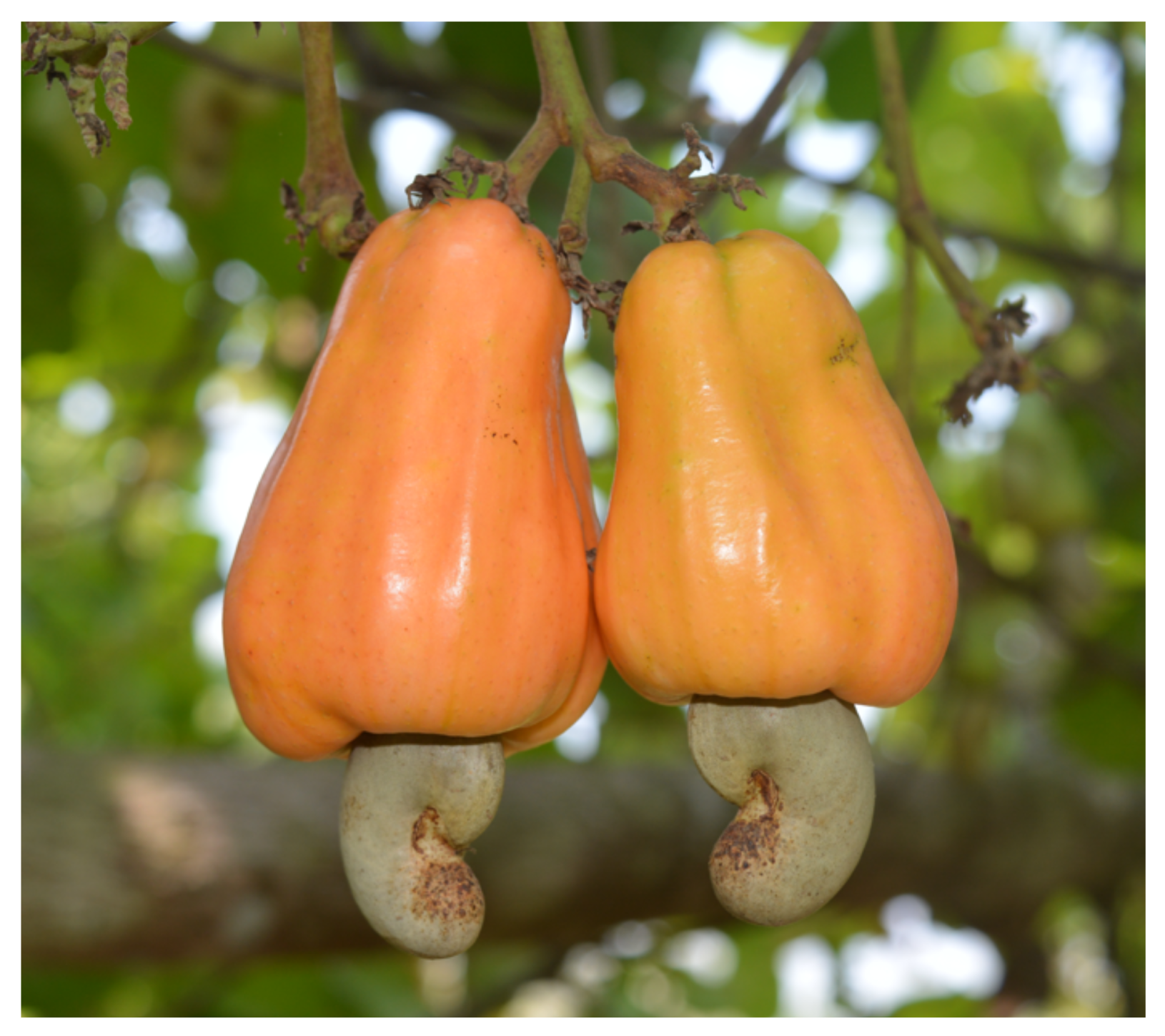 Agriengineering 07 00398 g001