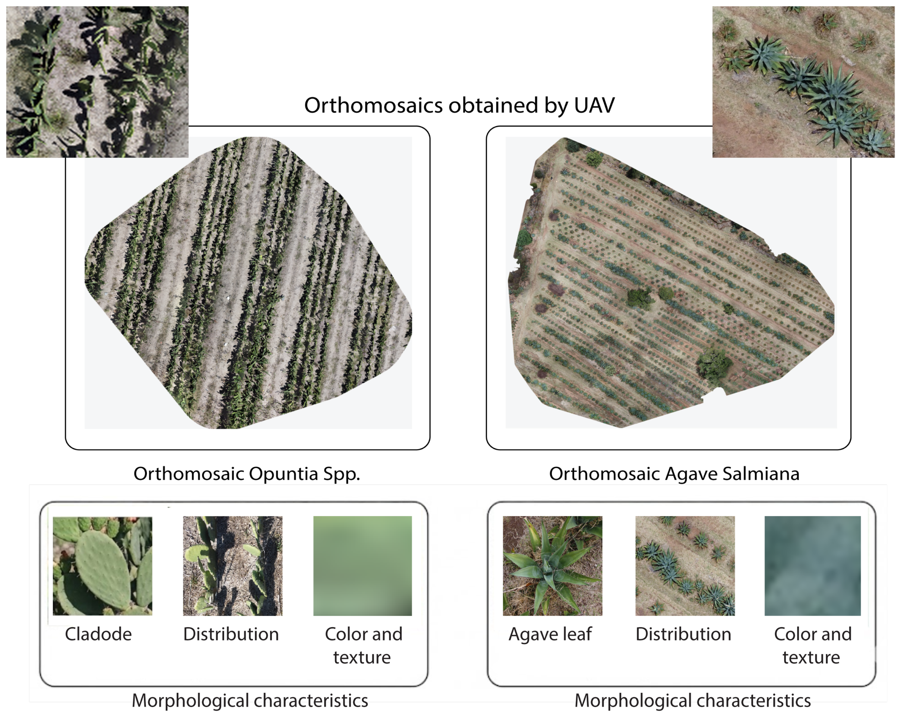 Agriengineering 08 00018 g003