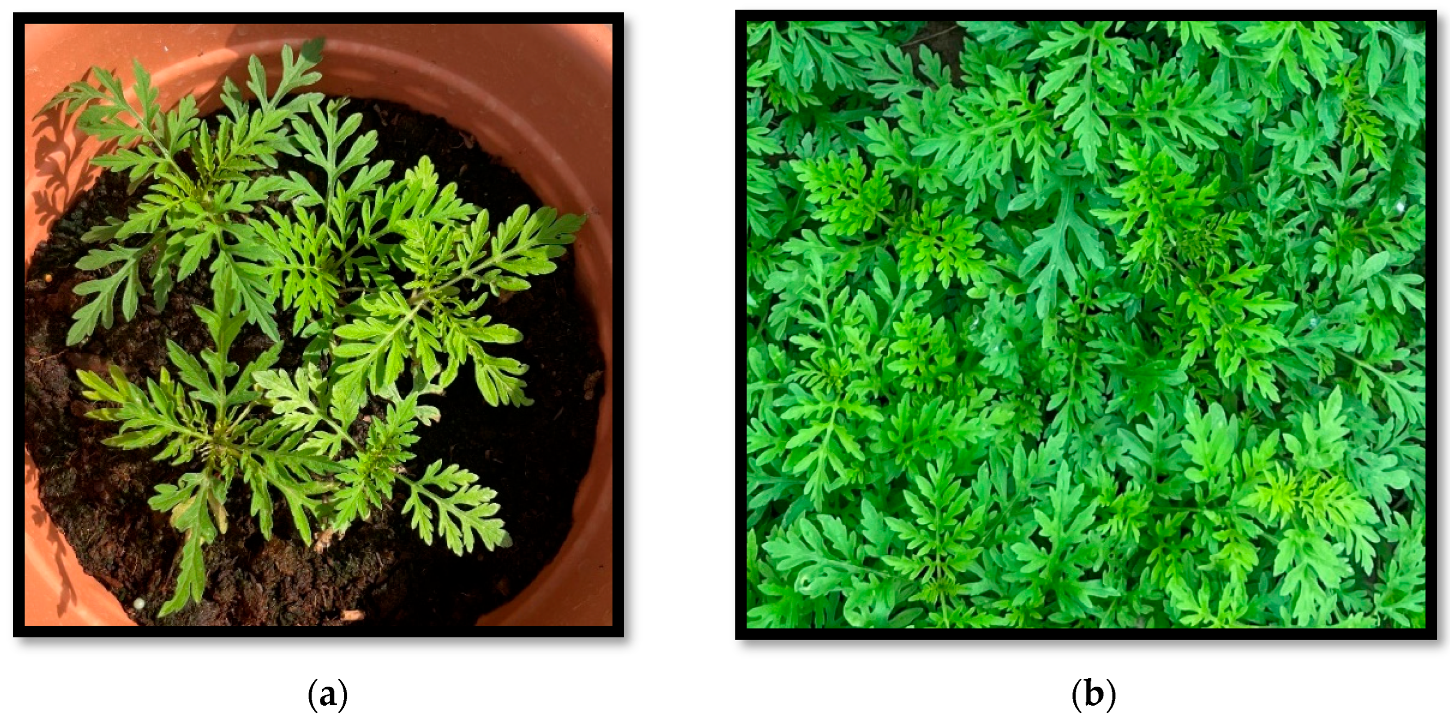 Agriengineering 08 00030 g001 Agriengineering 08 00030 g001