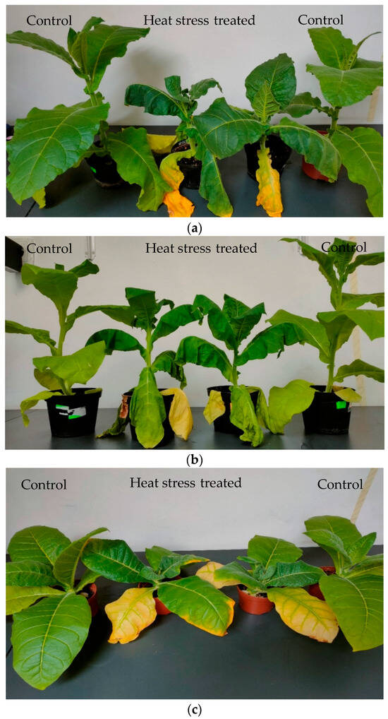 tobacco transformation www.bio-protocol.org/e3150 Agrobacterium-mediated Transformation of  Nicotiana tabacum cv. Xanthi Leaf Explants Ana Lilia Rosales