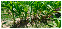 Agriengineering 08 00042 i001 Agriengineering 08 00042 i001