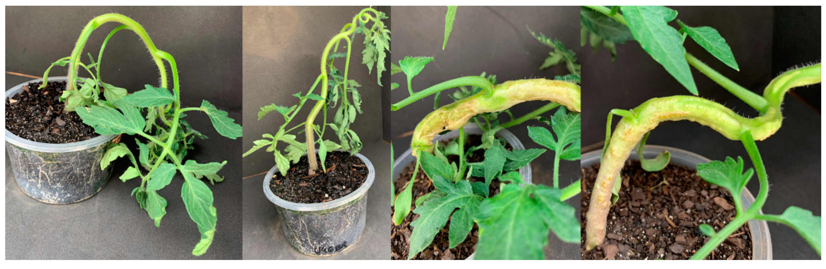 Agrochemicals 02 00011 g002 Agrochemicals 02 00011 g002