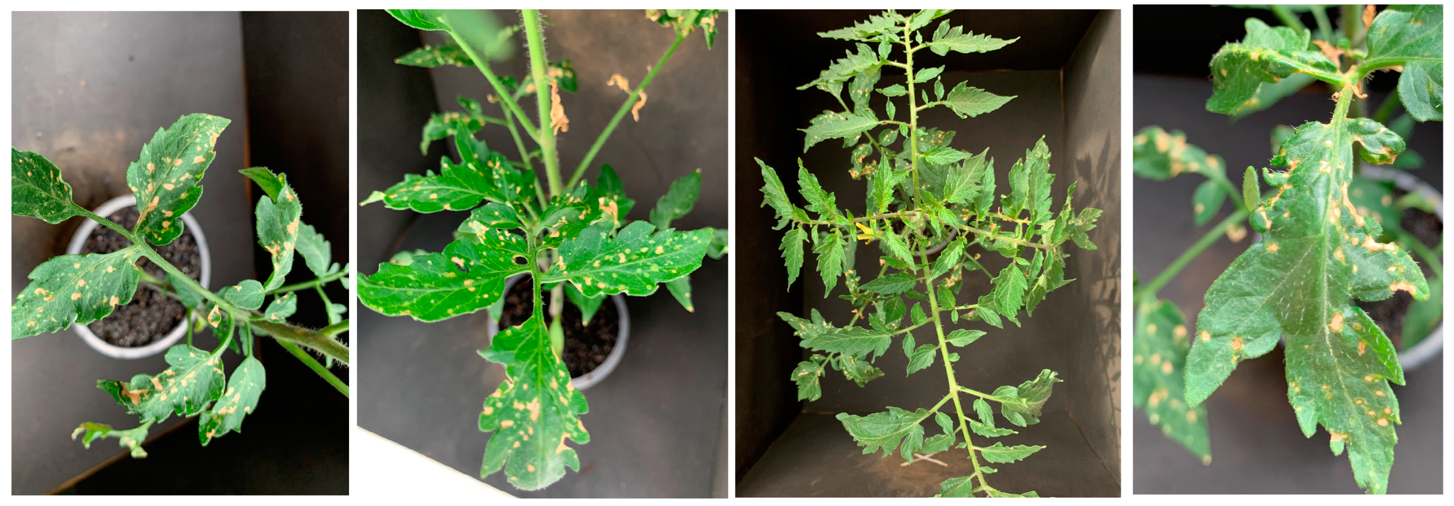 Agrochemicals 02 00011 g008 Agrochemicals 02 00011 g008