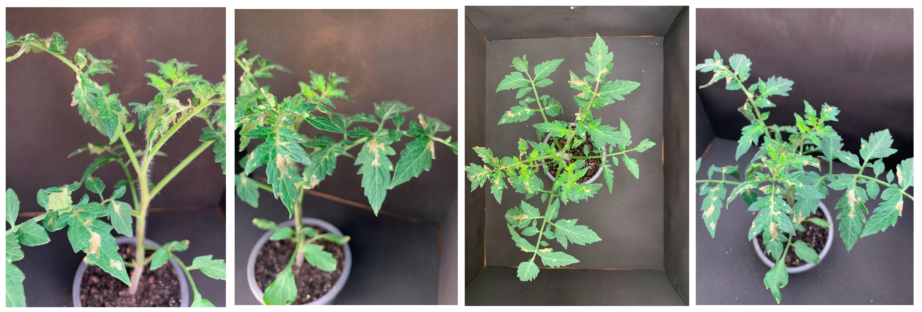 Agrochemicals 02 00011 g016 Agrochemicals 02 00011 g016