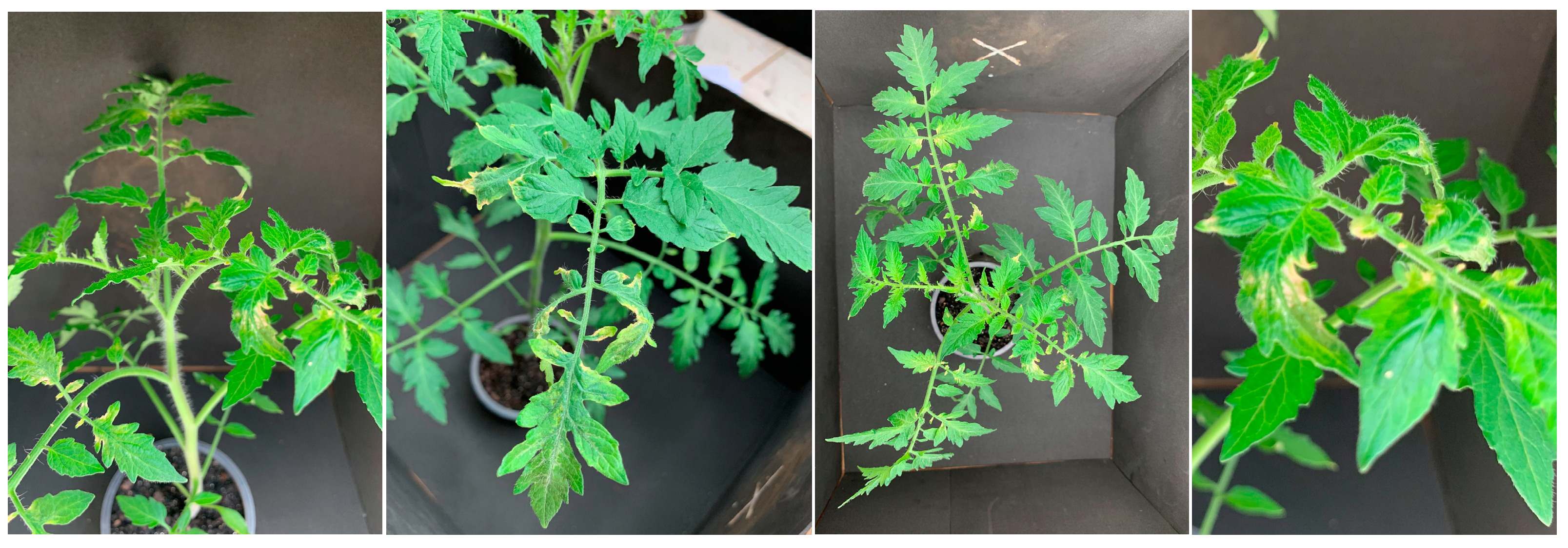 Agrochemicals 02 00011 g019 Agrochemicals 02 00011 g019