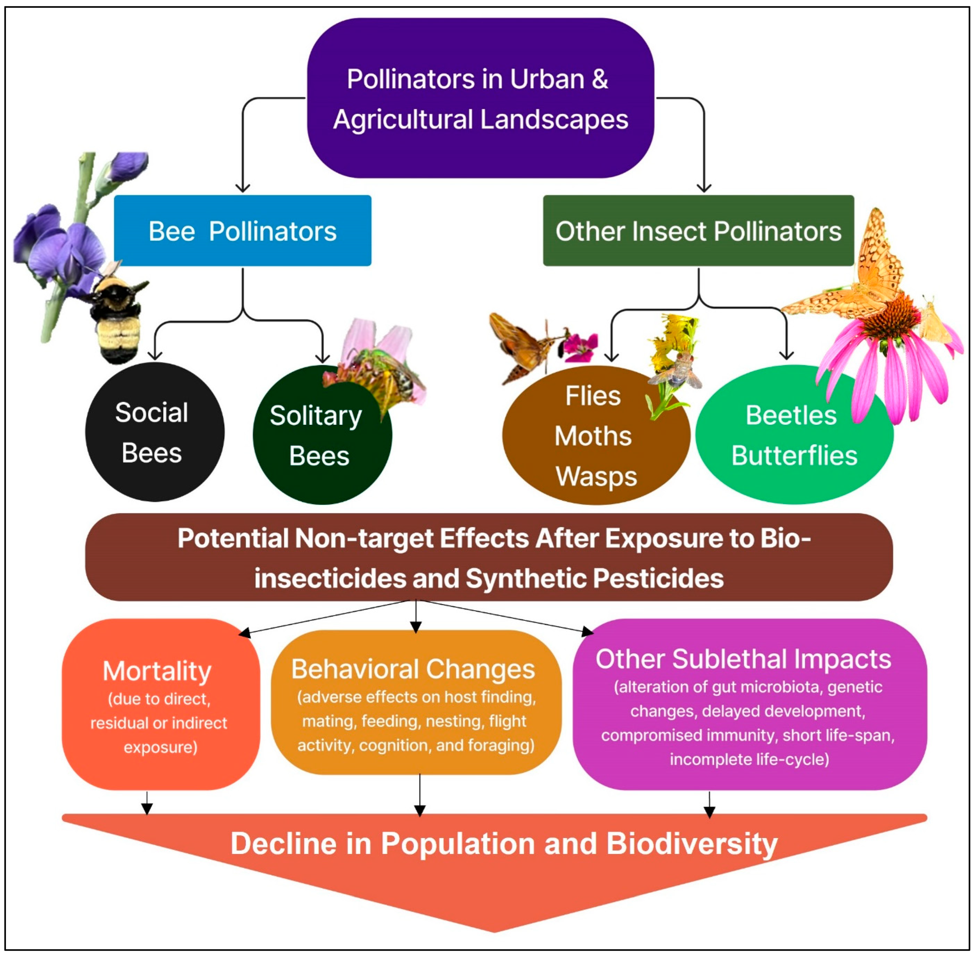 Toxicity and Risk of Biopesticides to Insect Pollinators in Urban 