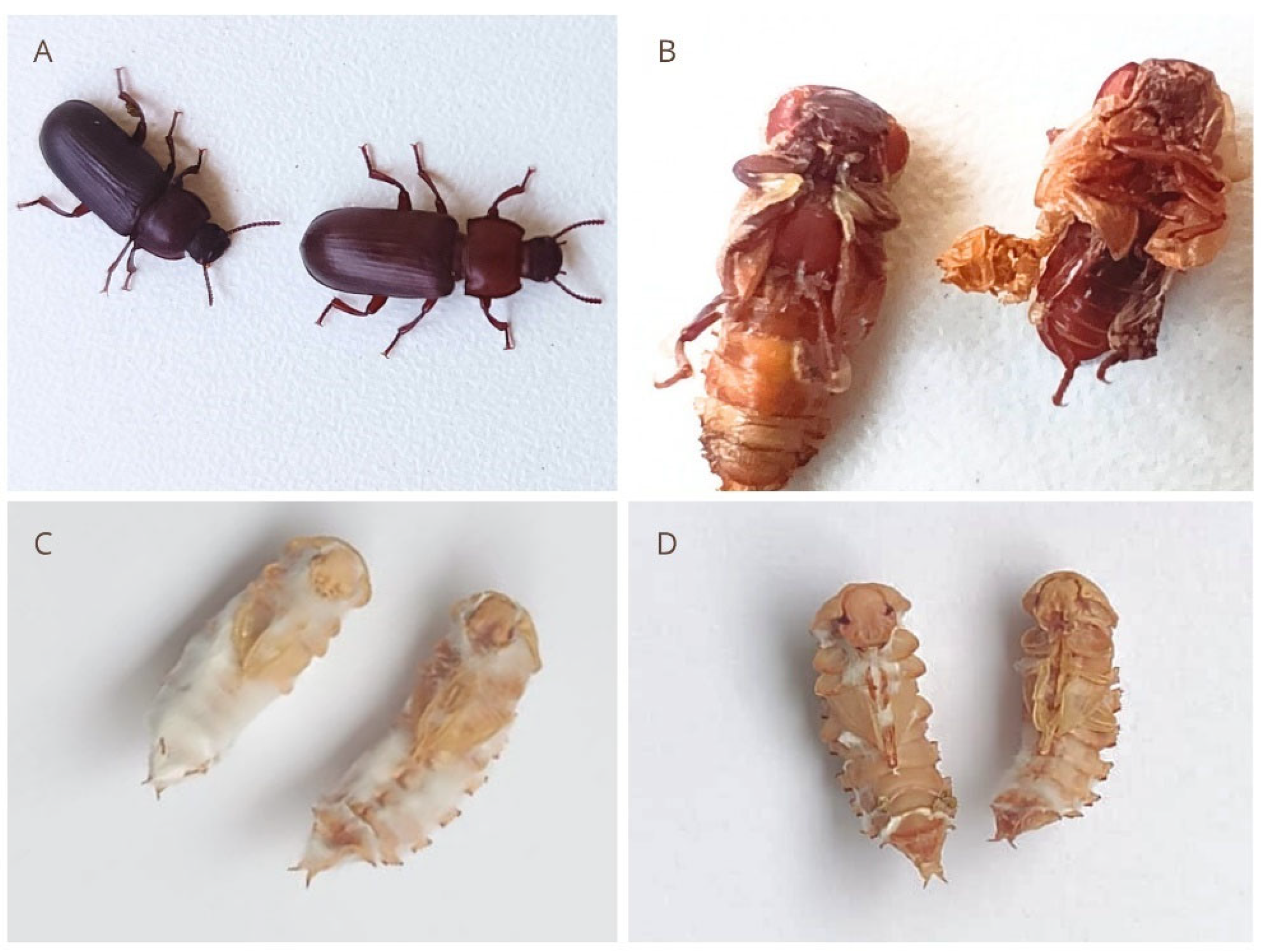 Agrochemicals 05 00002 g006
