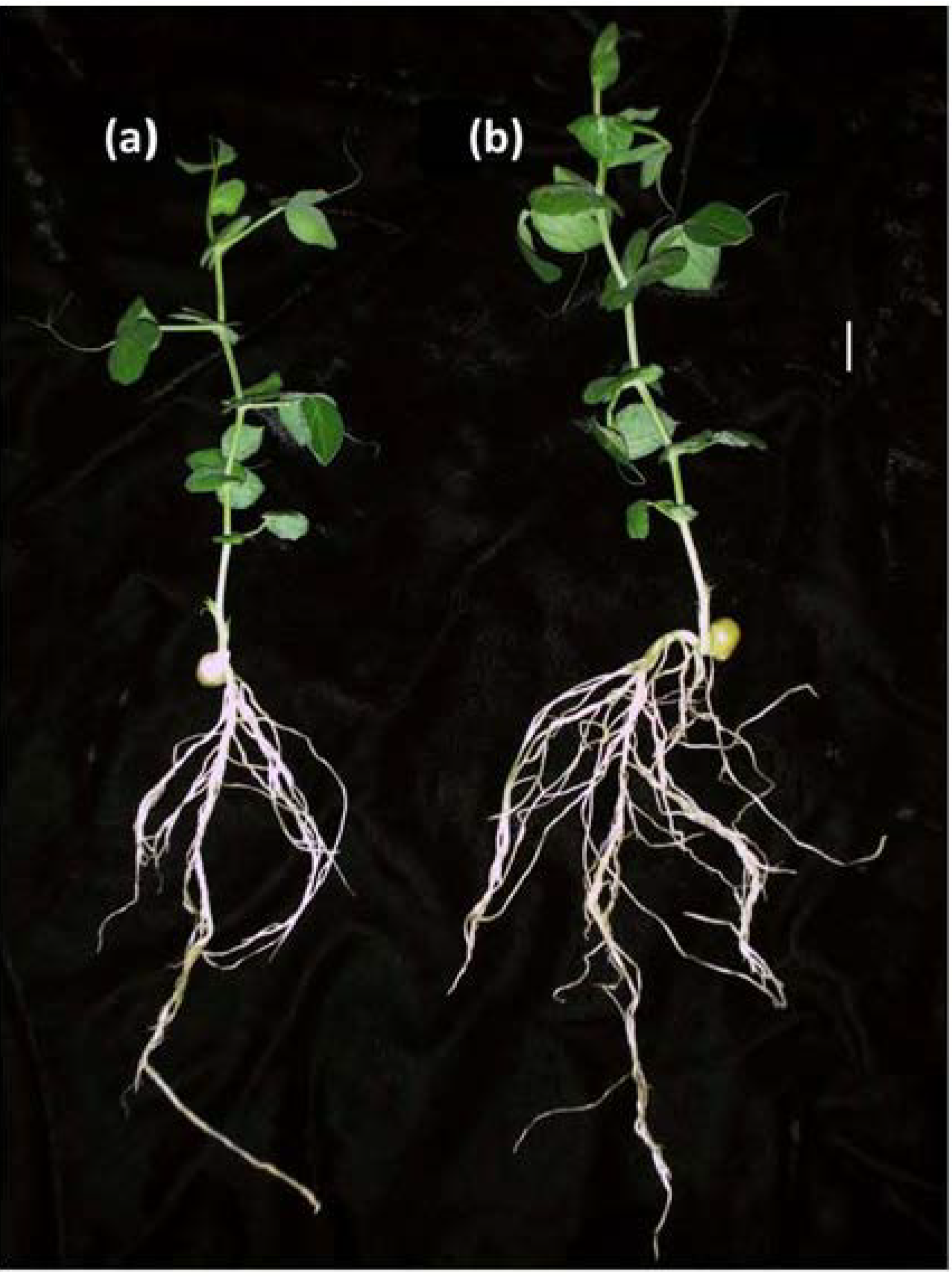 Agronomy 03 00595 g002 550