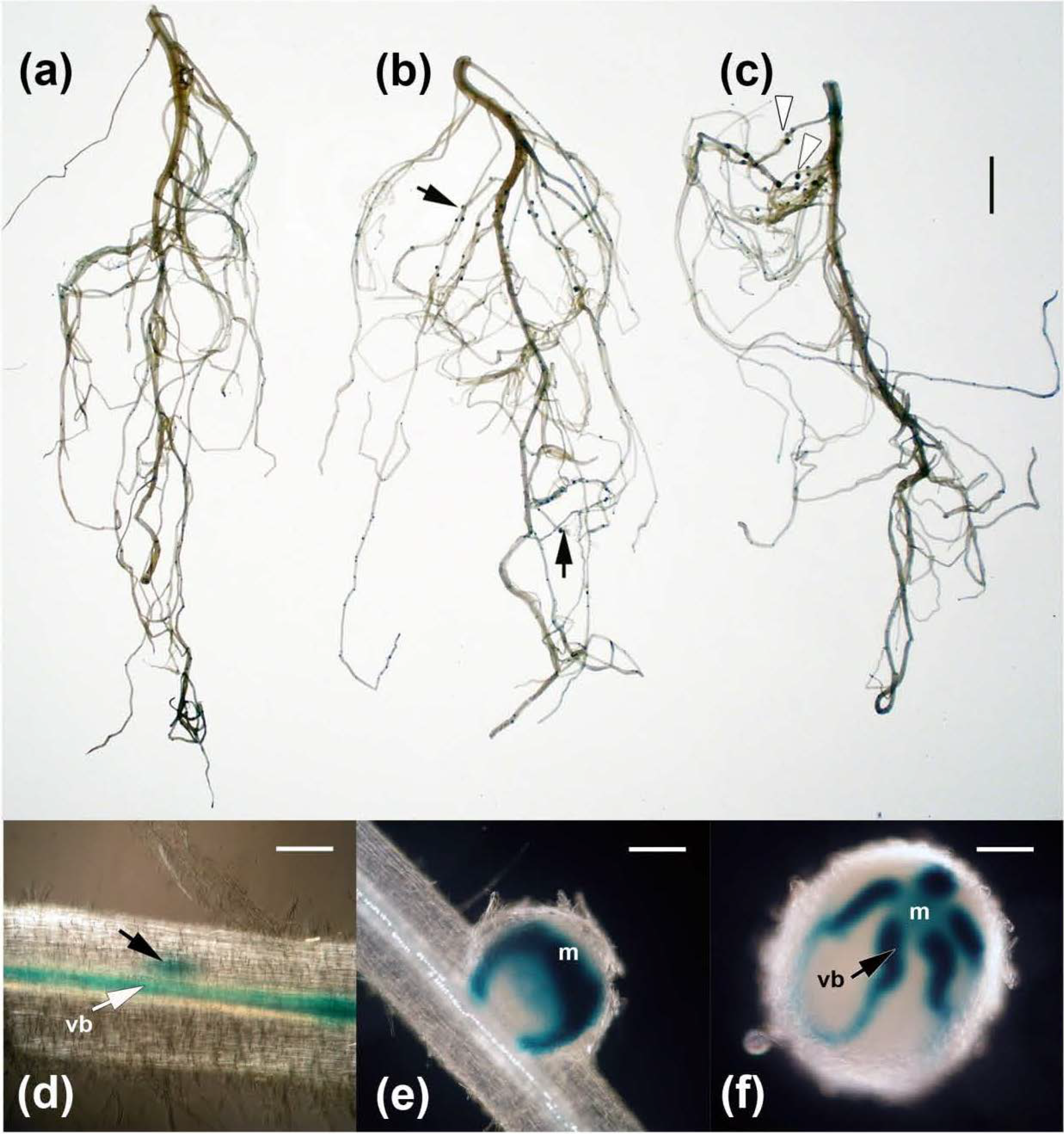 Agronomy 03 00595 g004 550