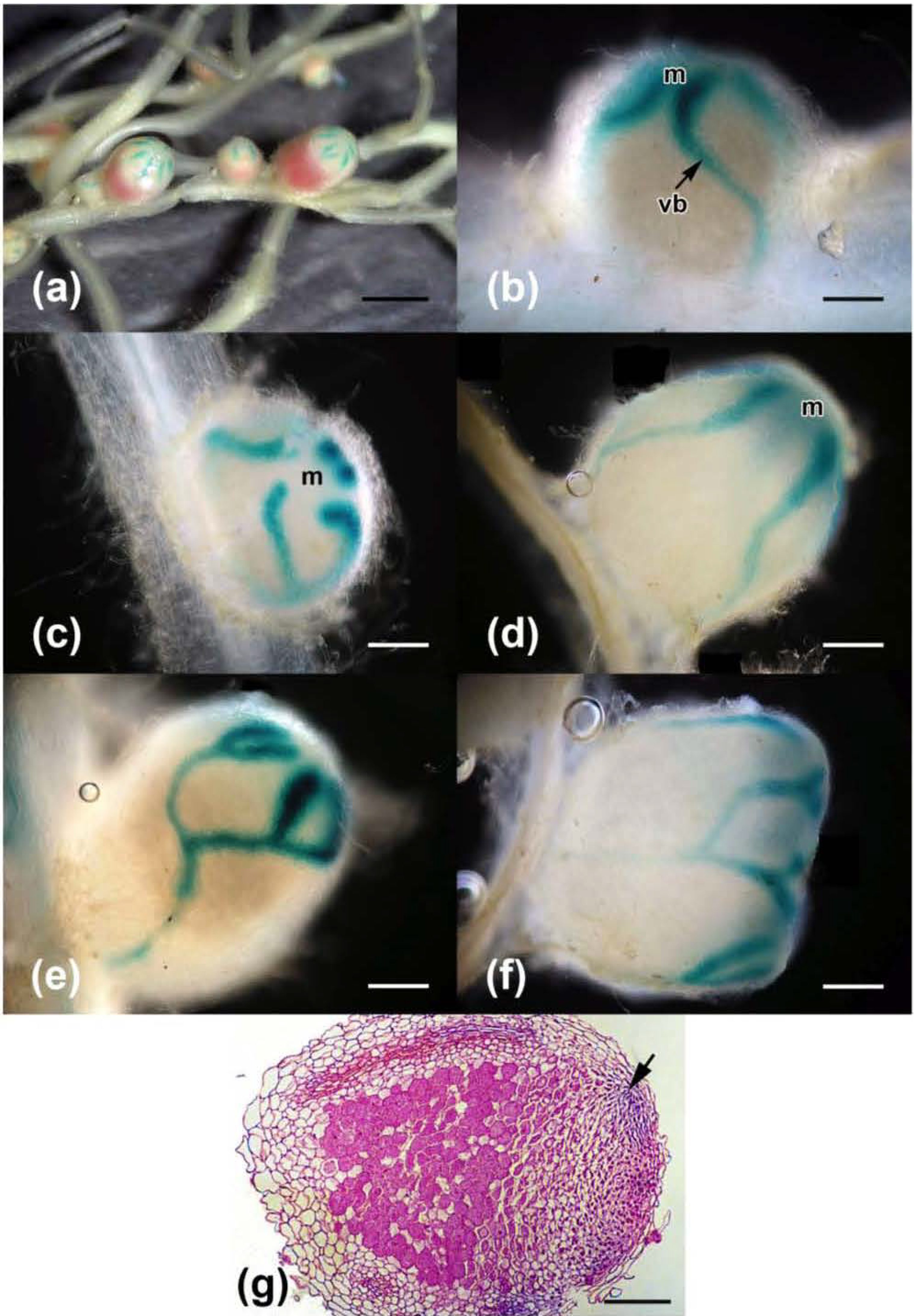 Agronomy 03 00595 g005 550