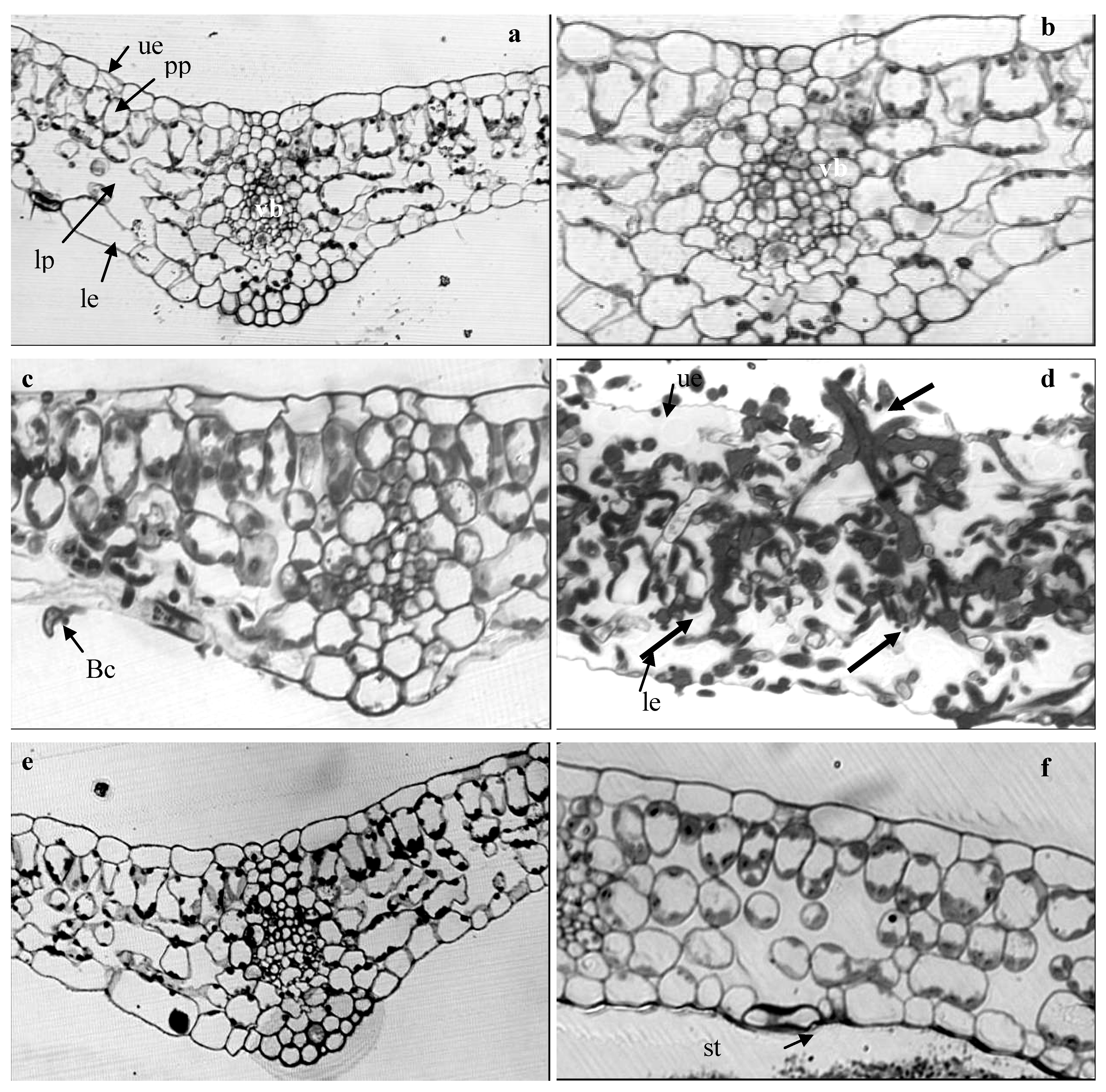 Agronomy 03 00632 g004