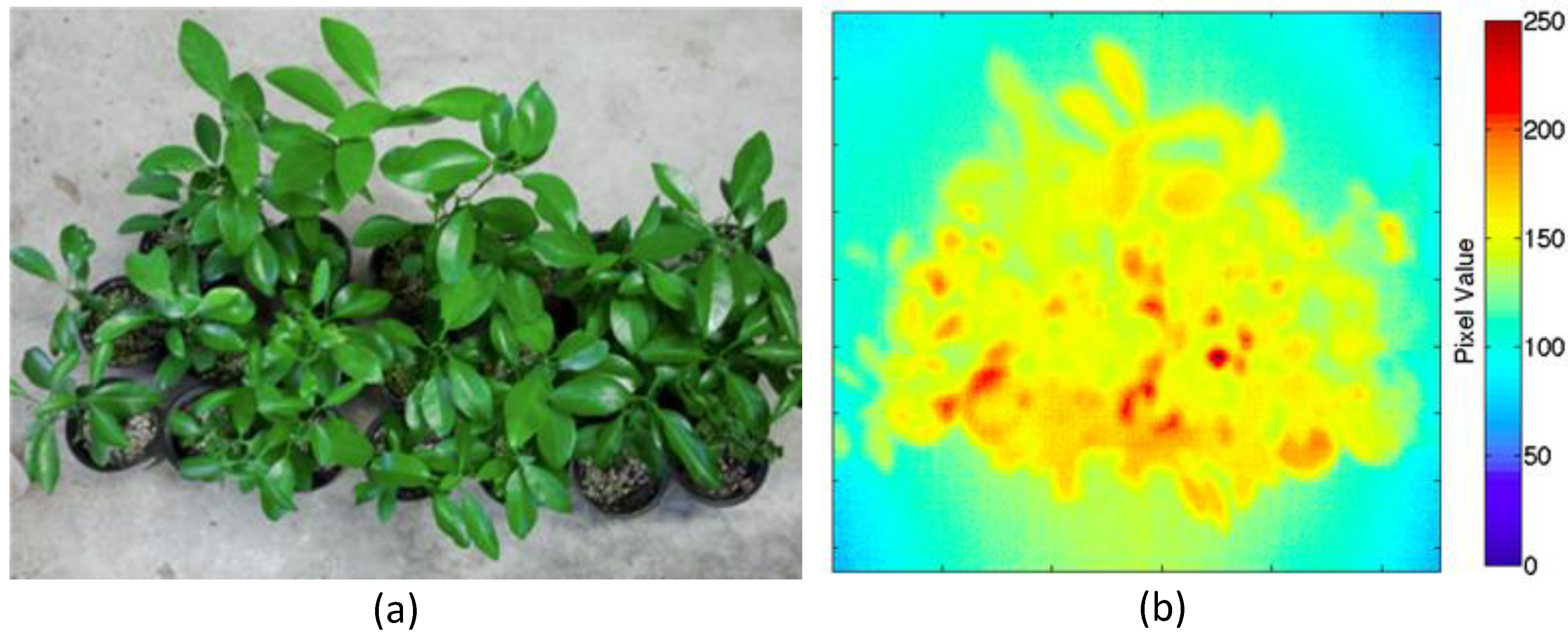 Agronomy 03 00747 g002 550