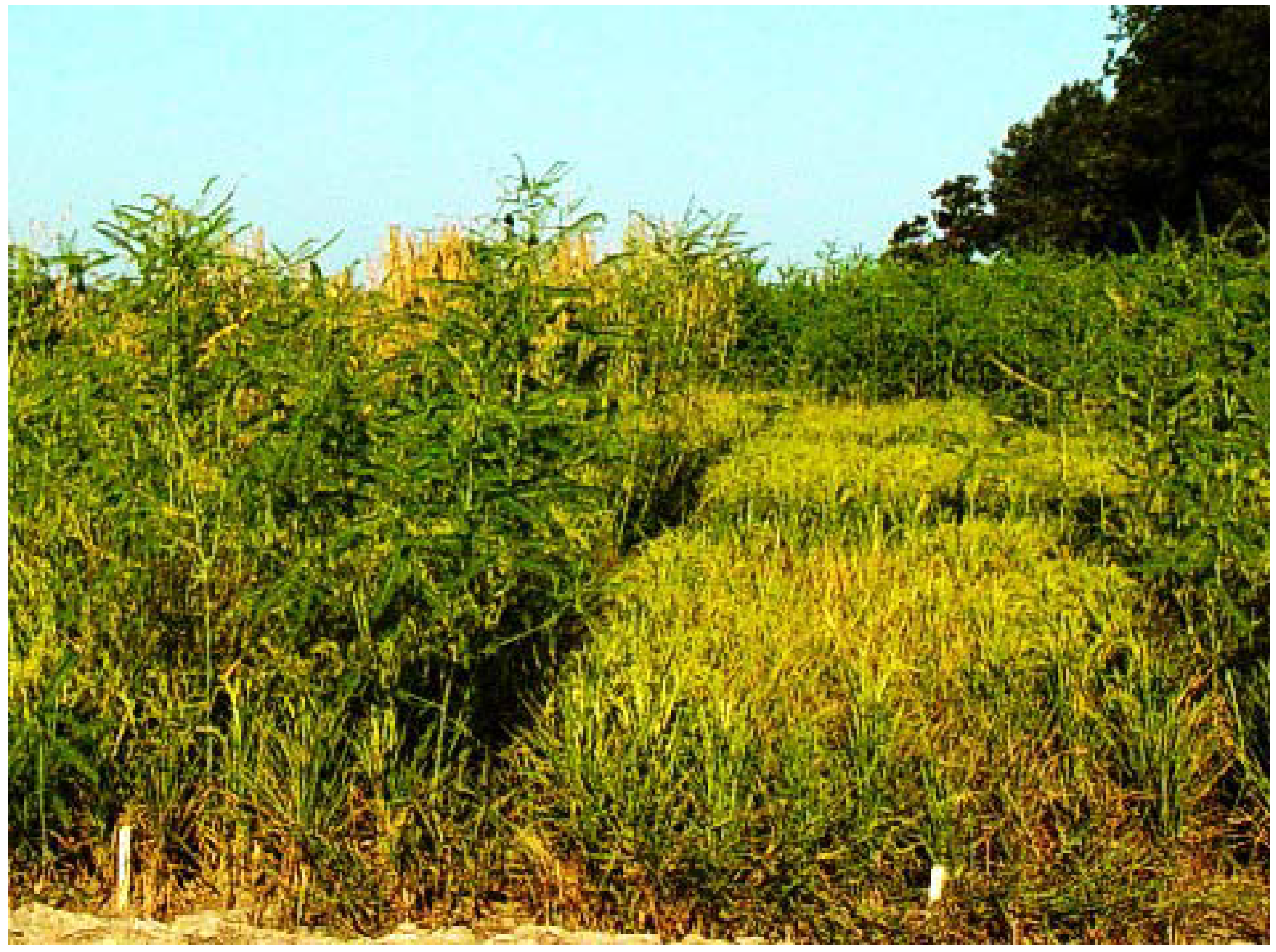 Agronomy 04 00074 g005