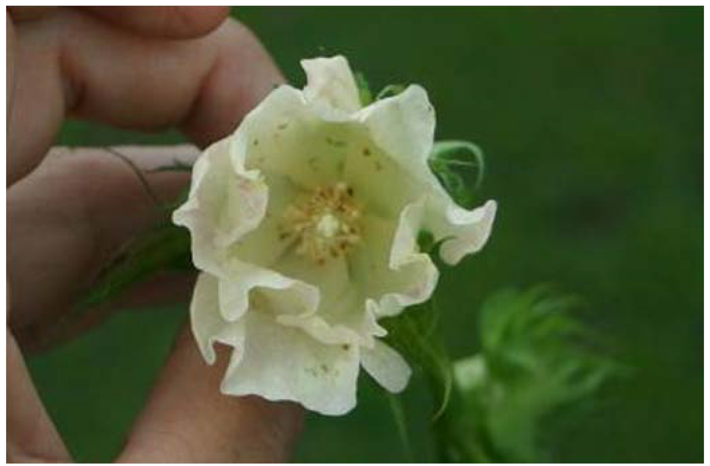 Agronomy 04 00144 g009 550