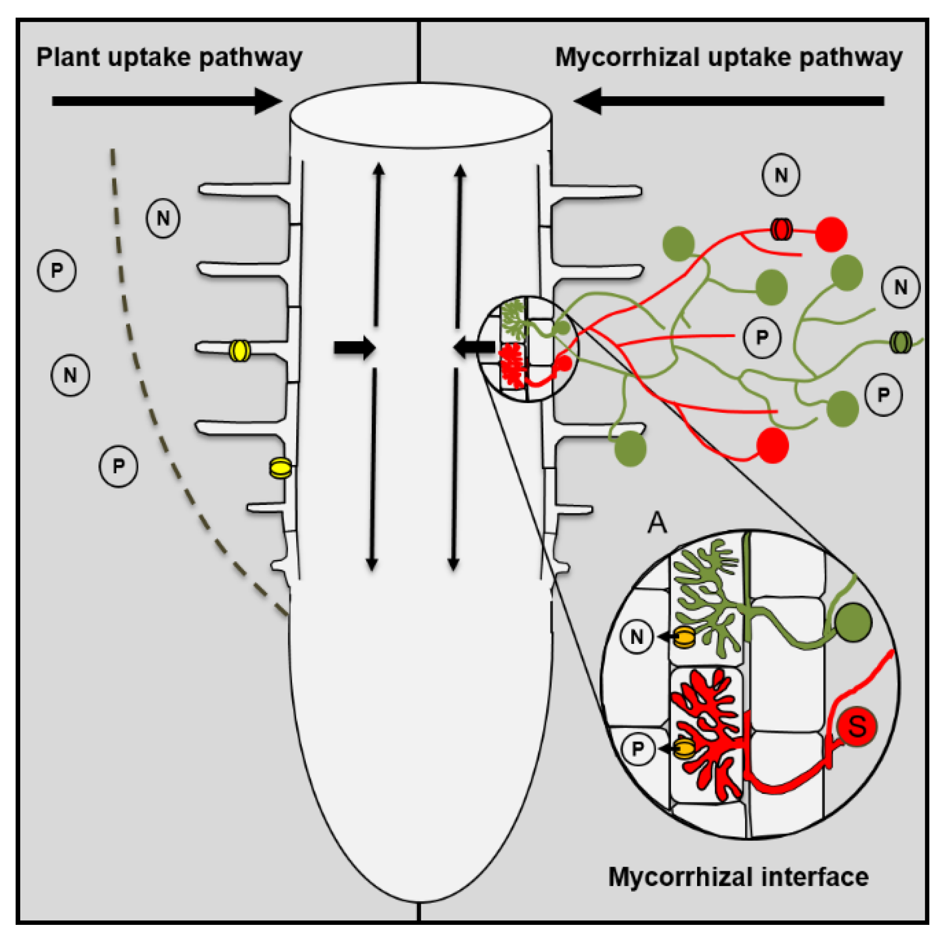 Agronomy | Free Full-Text | Role of Arbuscular Mycorrhizal Fungi in the Nitrogen Uptake of Plants: Current Knowledge and Research Gaps Agronomy | Free Full-Text | Role of Arbuscular Mycorrhizal Fungi in the Nitrogen Uptake of Plants: Current Knowledge and Research Gaps