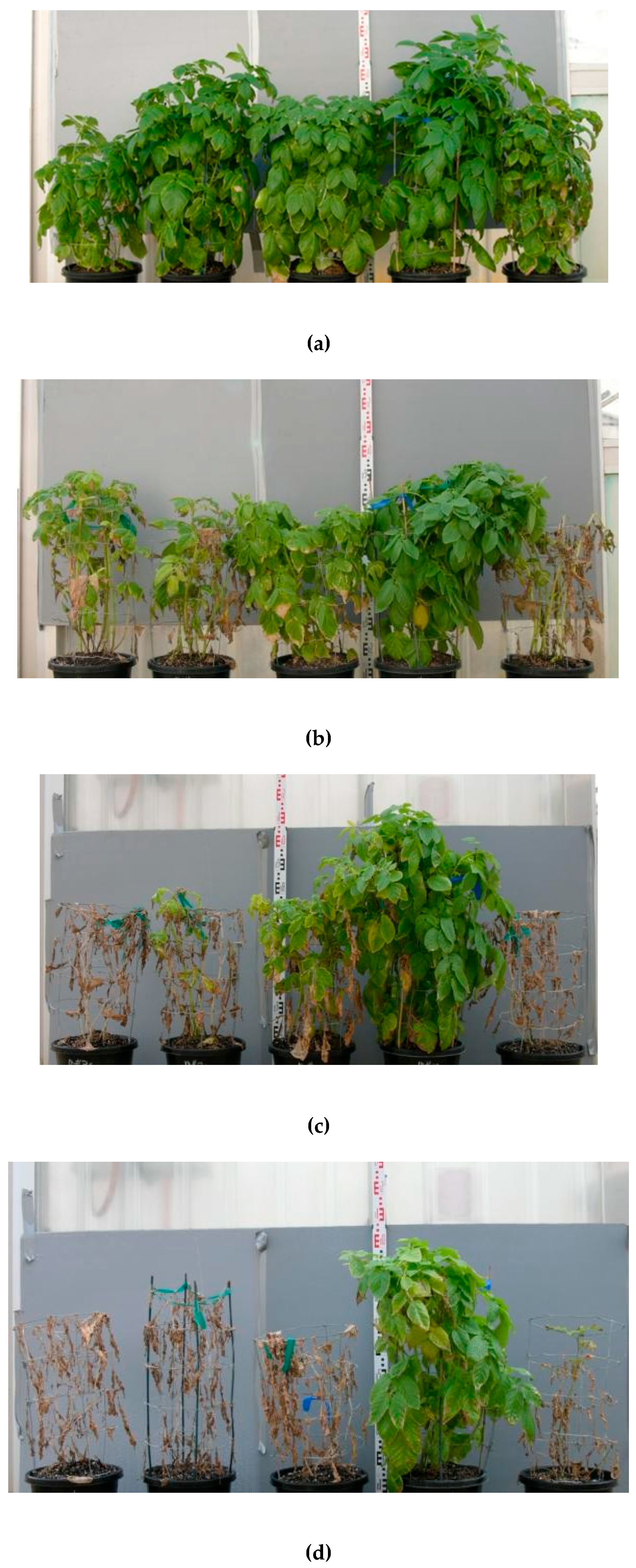Agronomy 07 00004 g003