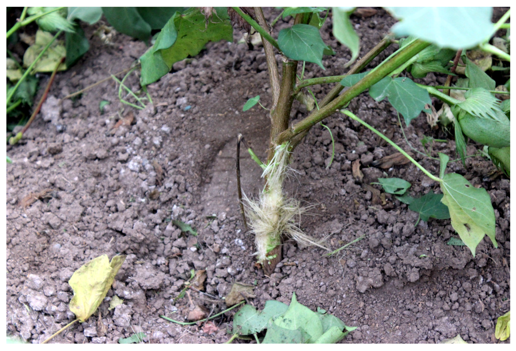 Agronomy 07 00009 g003 550