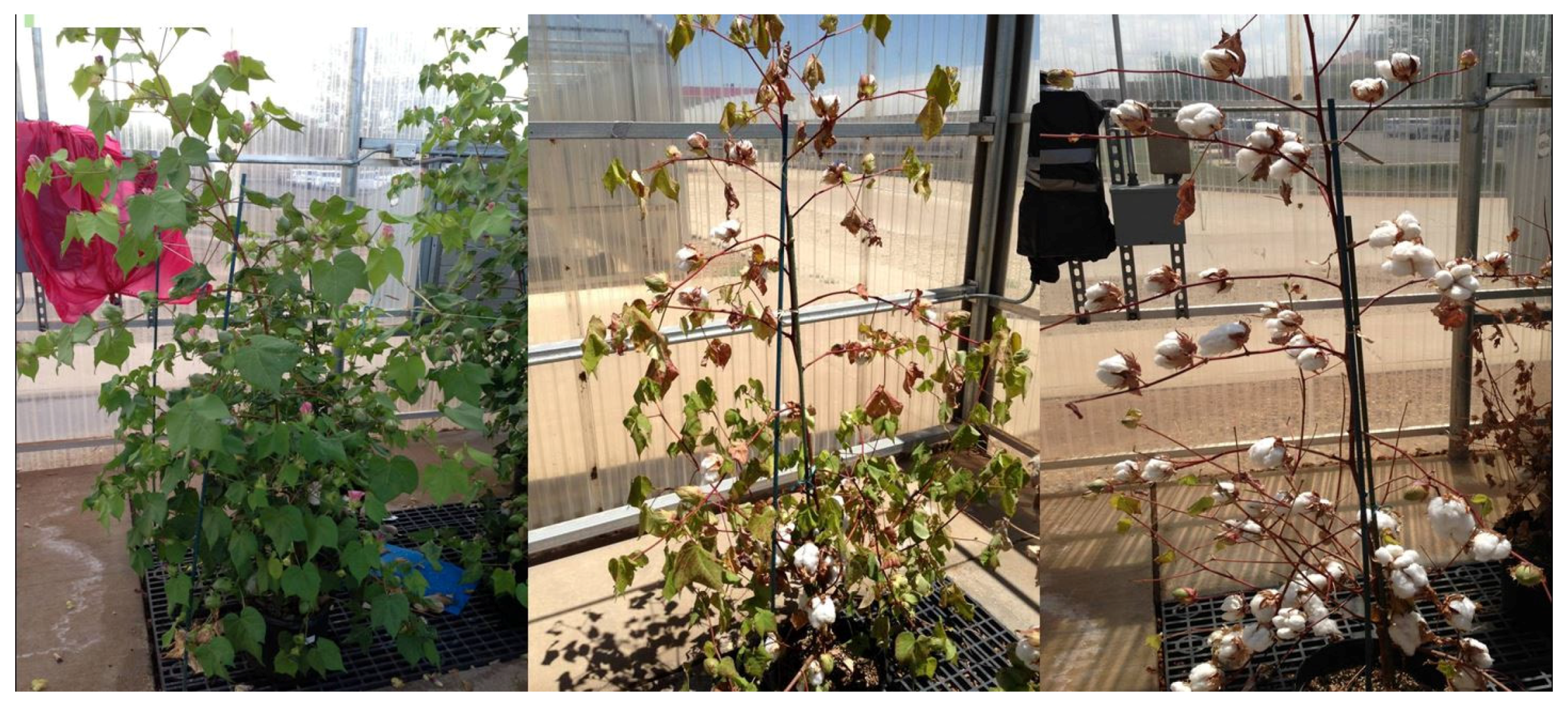 Agronomy 07 00009 g008 550