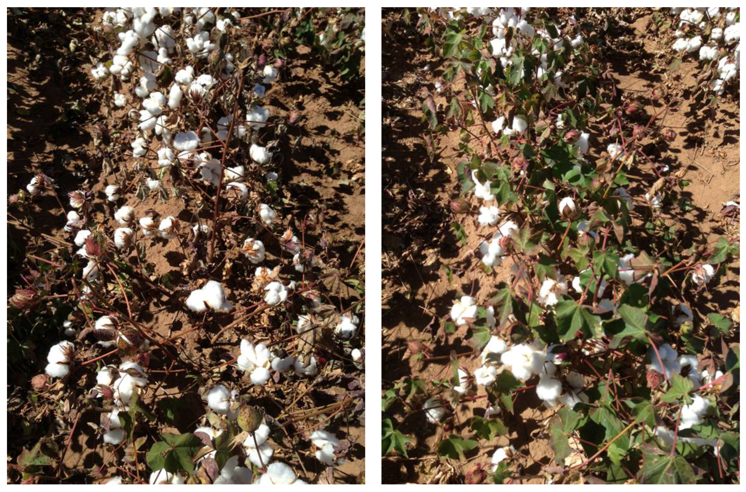 Agronomy 07 00009 g013 550