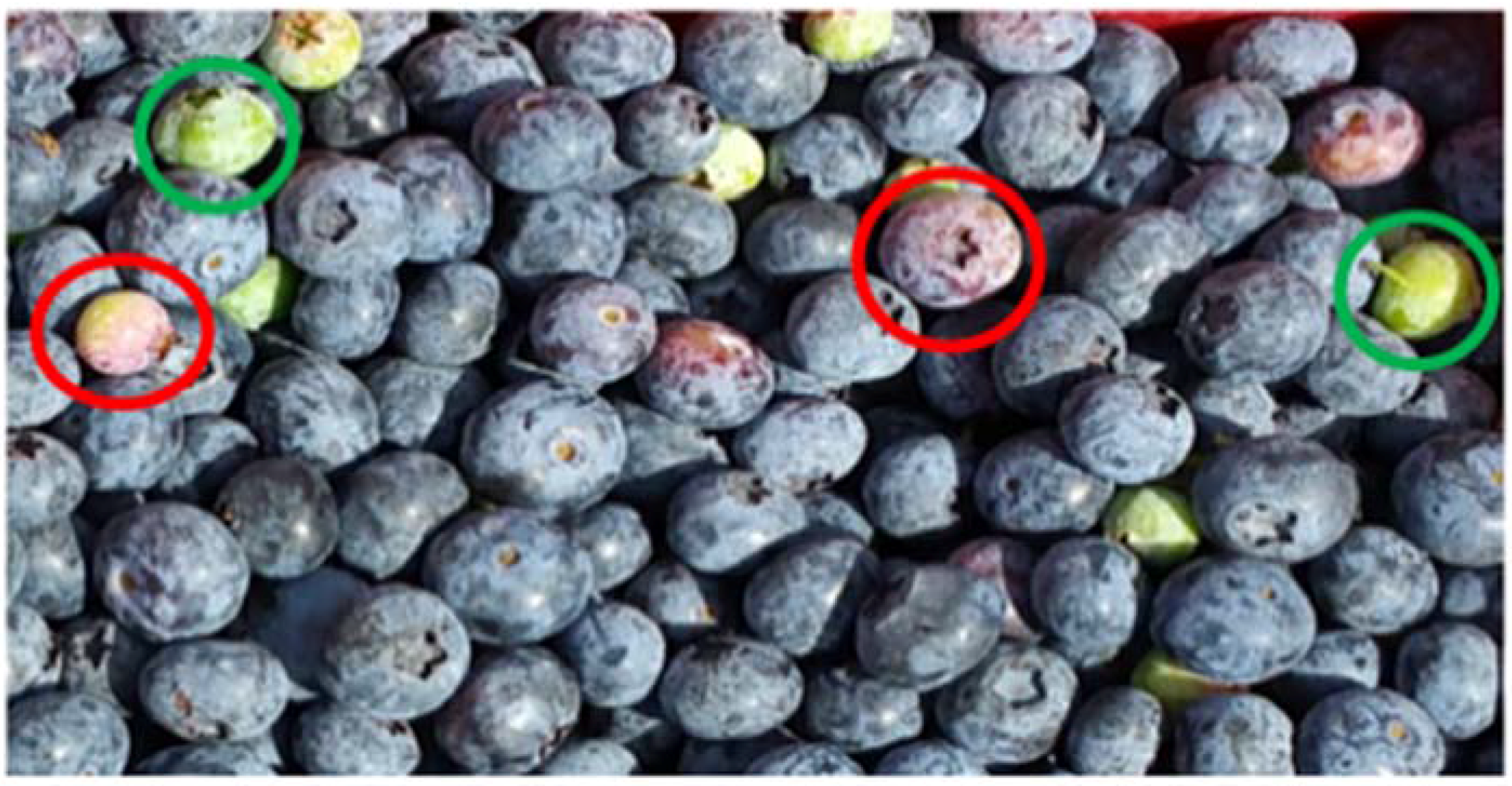 Agronomy 07 00033 g011 550