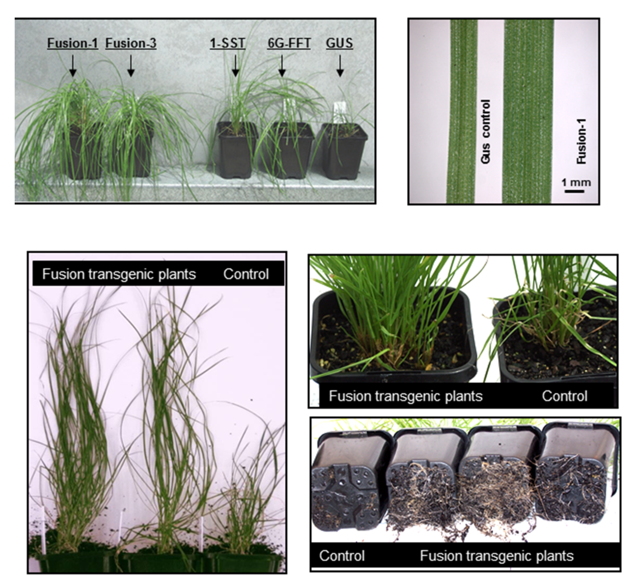Agronomy 07 00036 g003