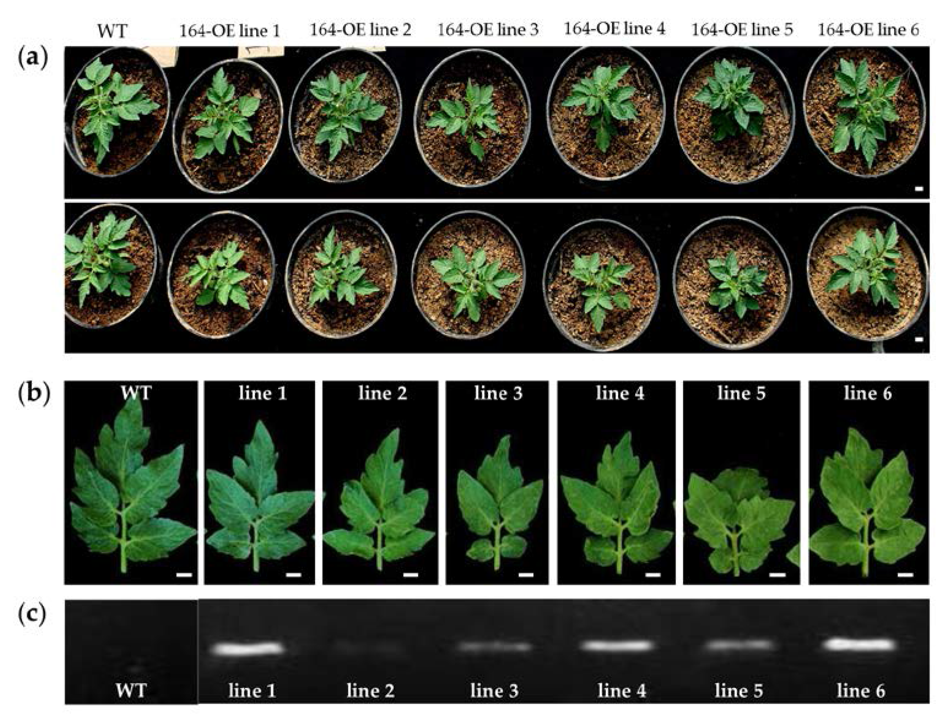 Agronomy 07 00048 g004