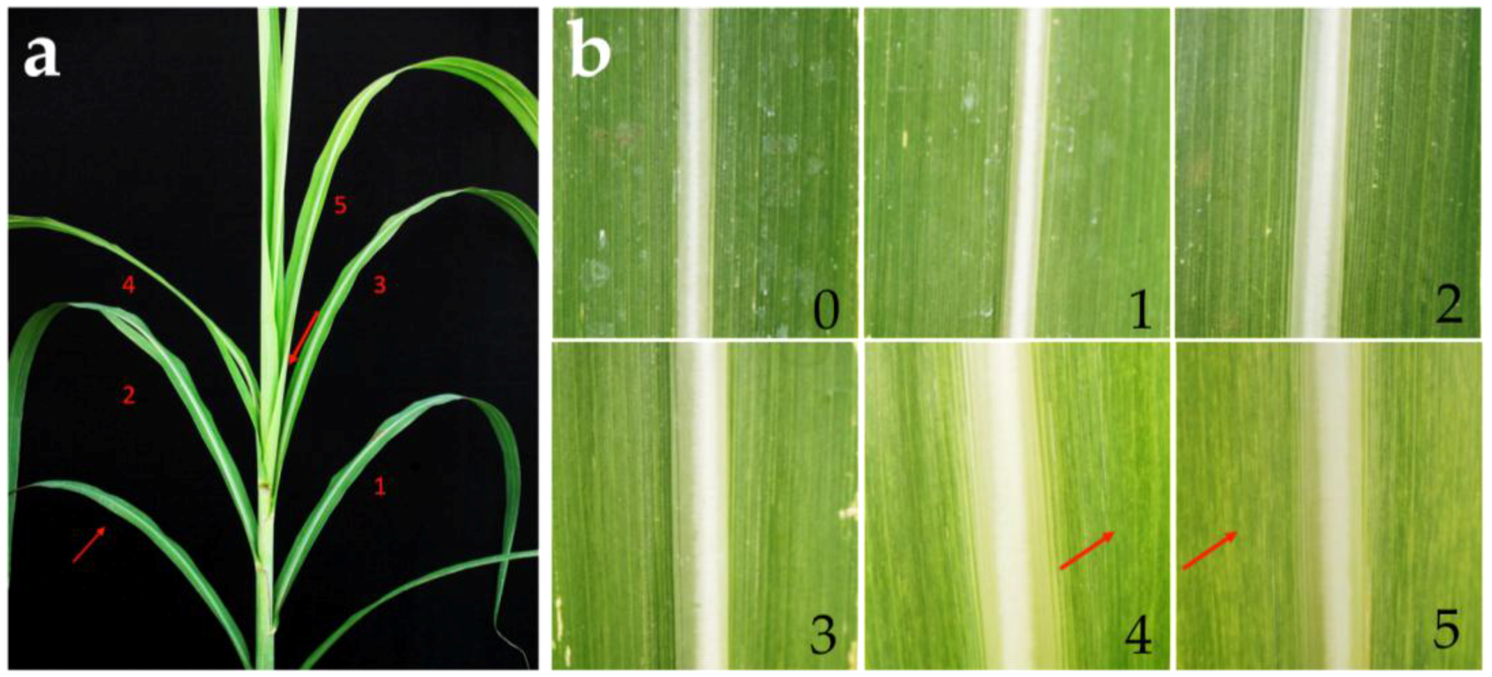 Agronomy 07 00050 g002