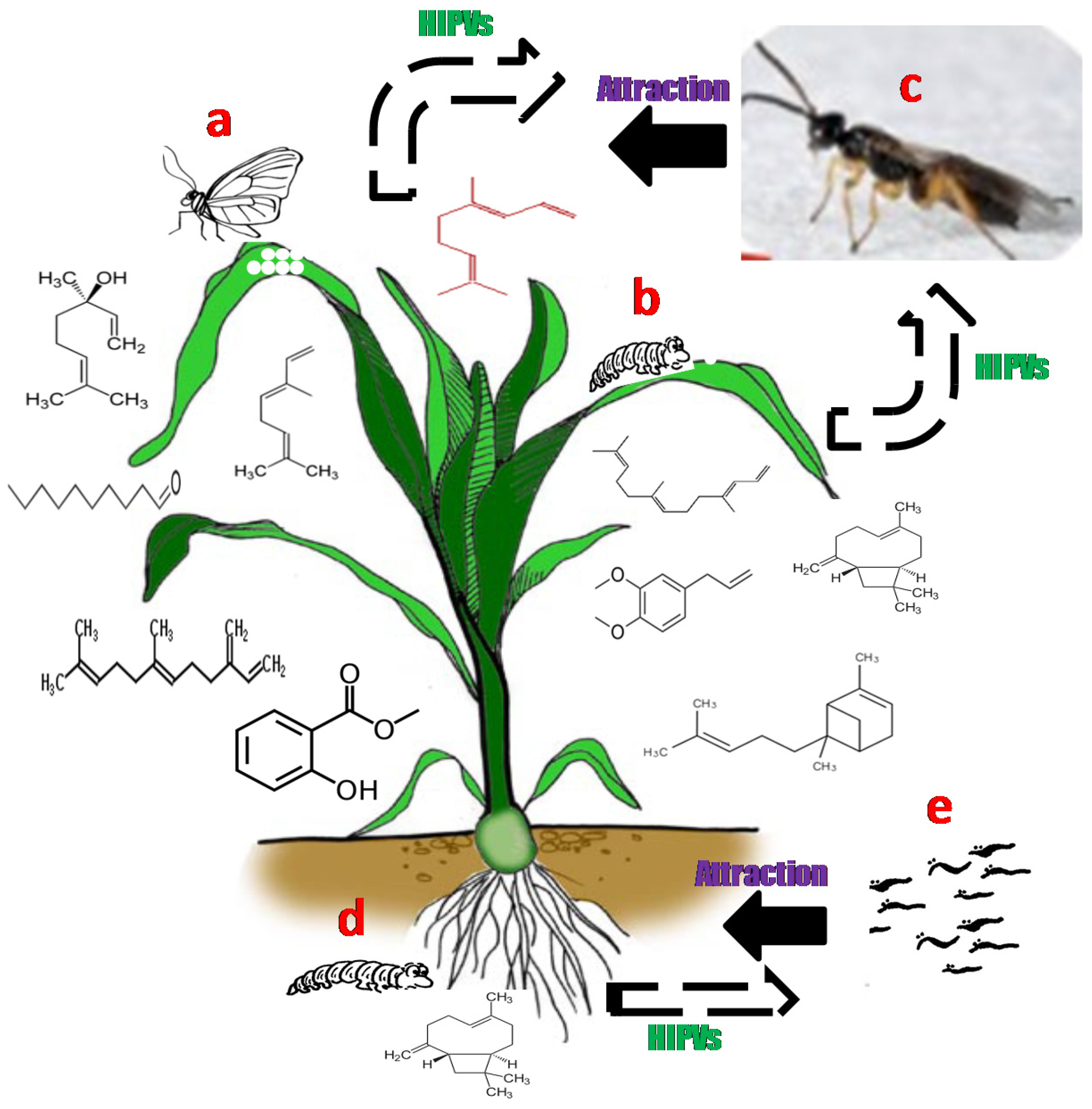 Agronomy 07 00058 g001