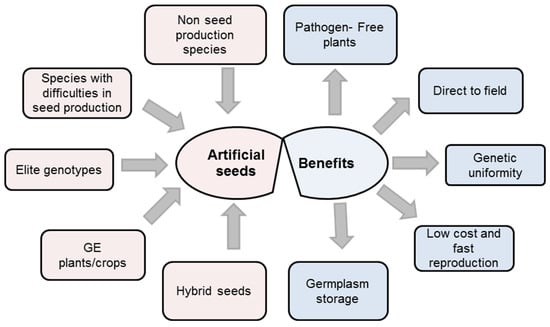 Agronomy Free Full Text Artificial Seeds Principle Aspects And Applications Html