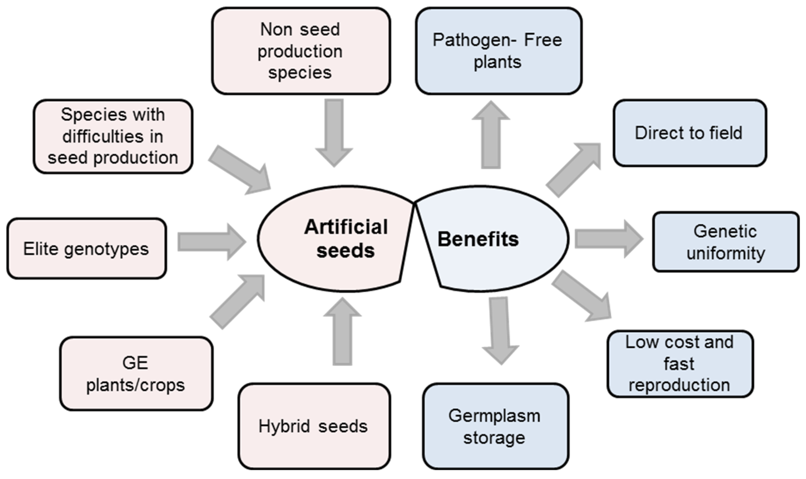 Agronomy Free Full Text Artificial Seeds Principle Aspects And Applications Html