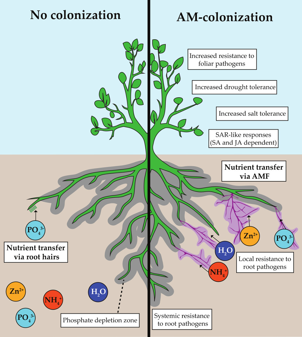 Agronomy Free Full Text Trade Offs In Arbuscular Mycorrhizal Symbiosis Disease Resistance Growth Responses And Perspectives For Crop Breeding