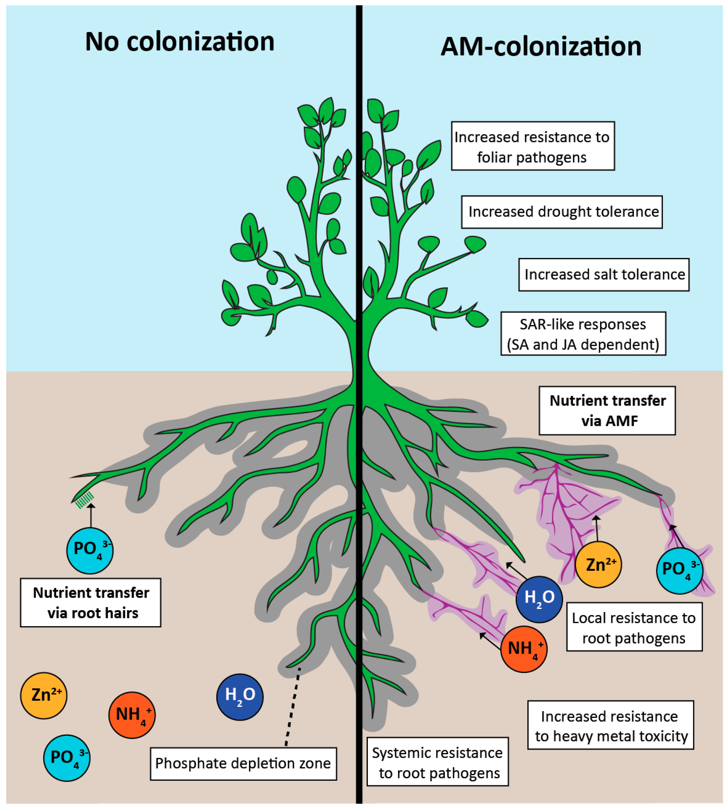 Agronomy Free FullText TradeOffs in Arbuscular