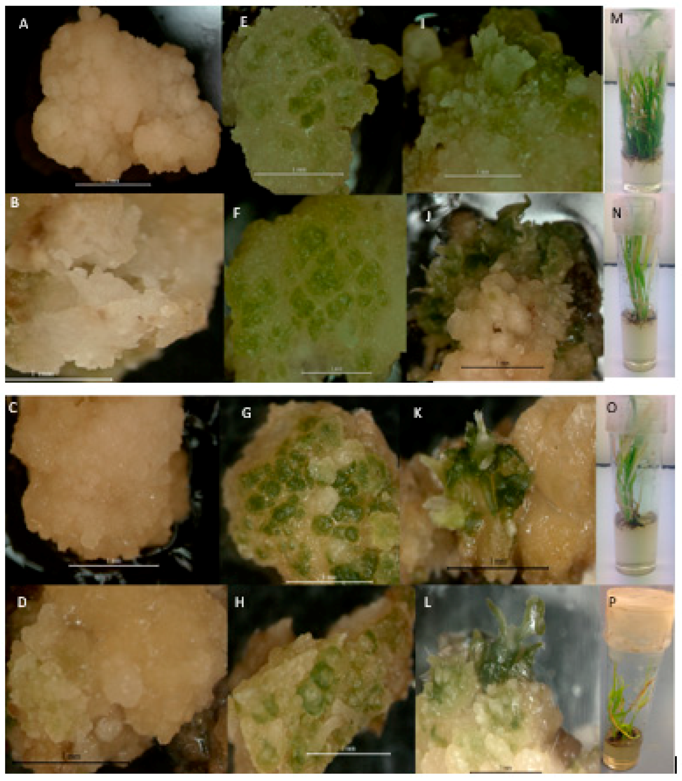 Agronomy 08 00077 g008